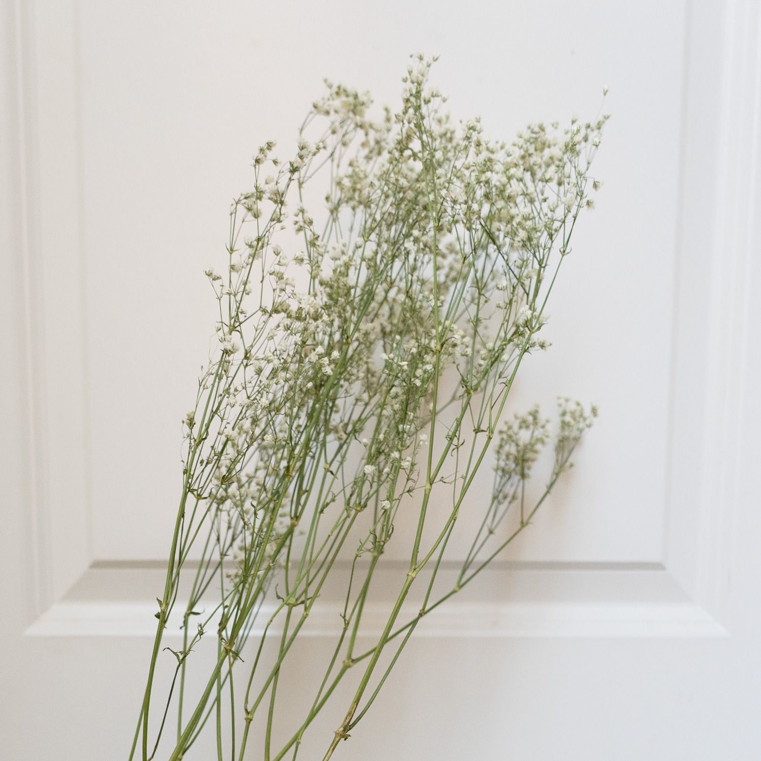 Delicate dried white gypsophila baby's breath stems leaning against a white paneled door.