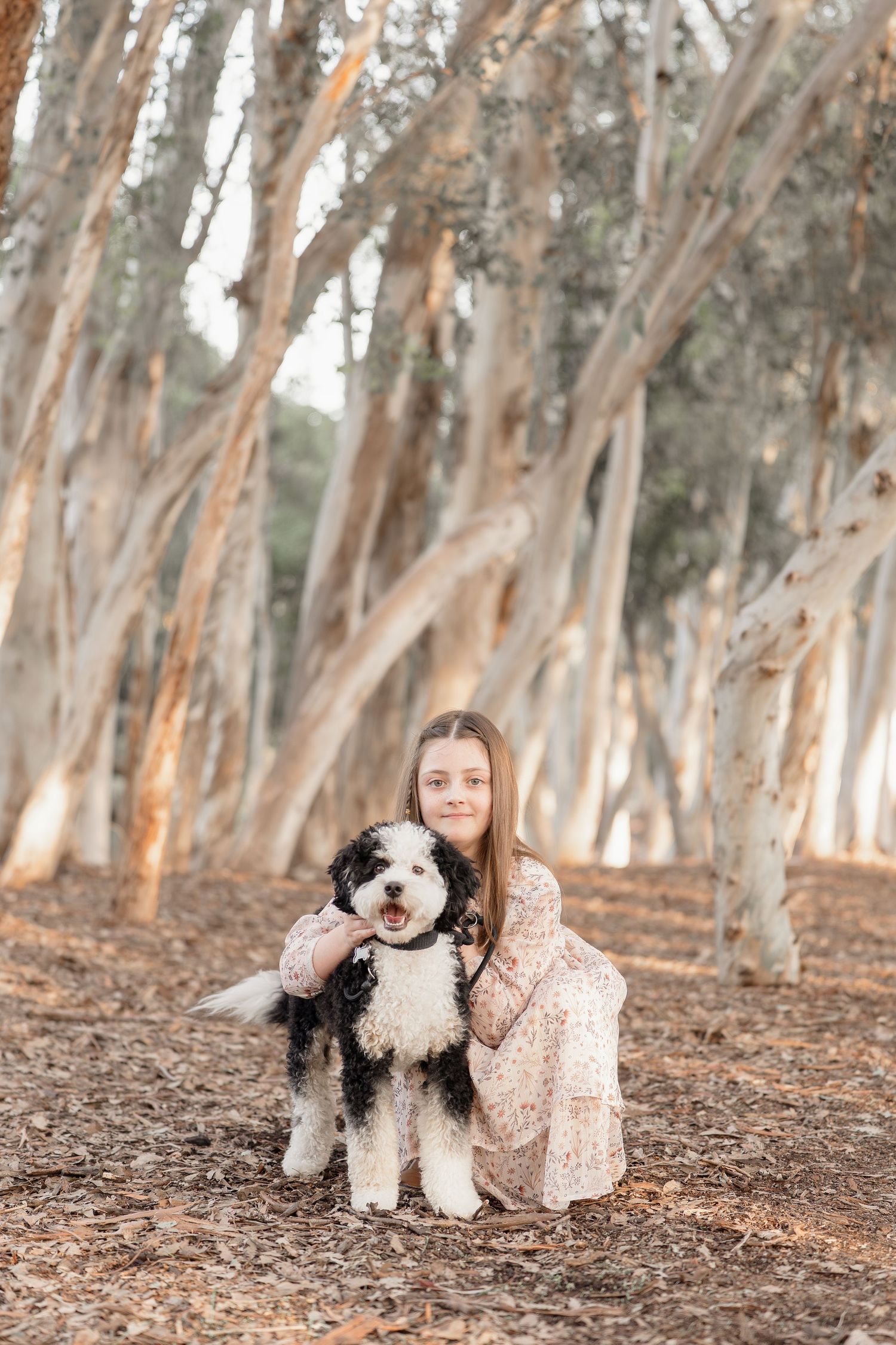Young girl in floral dress crouching beside a fluffy black and white dog among tall eucalyptus trees in a forest.