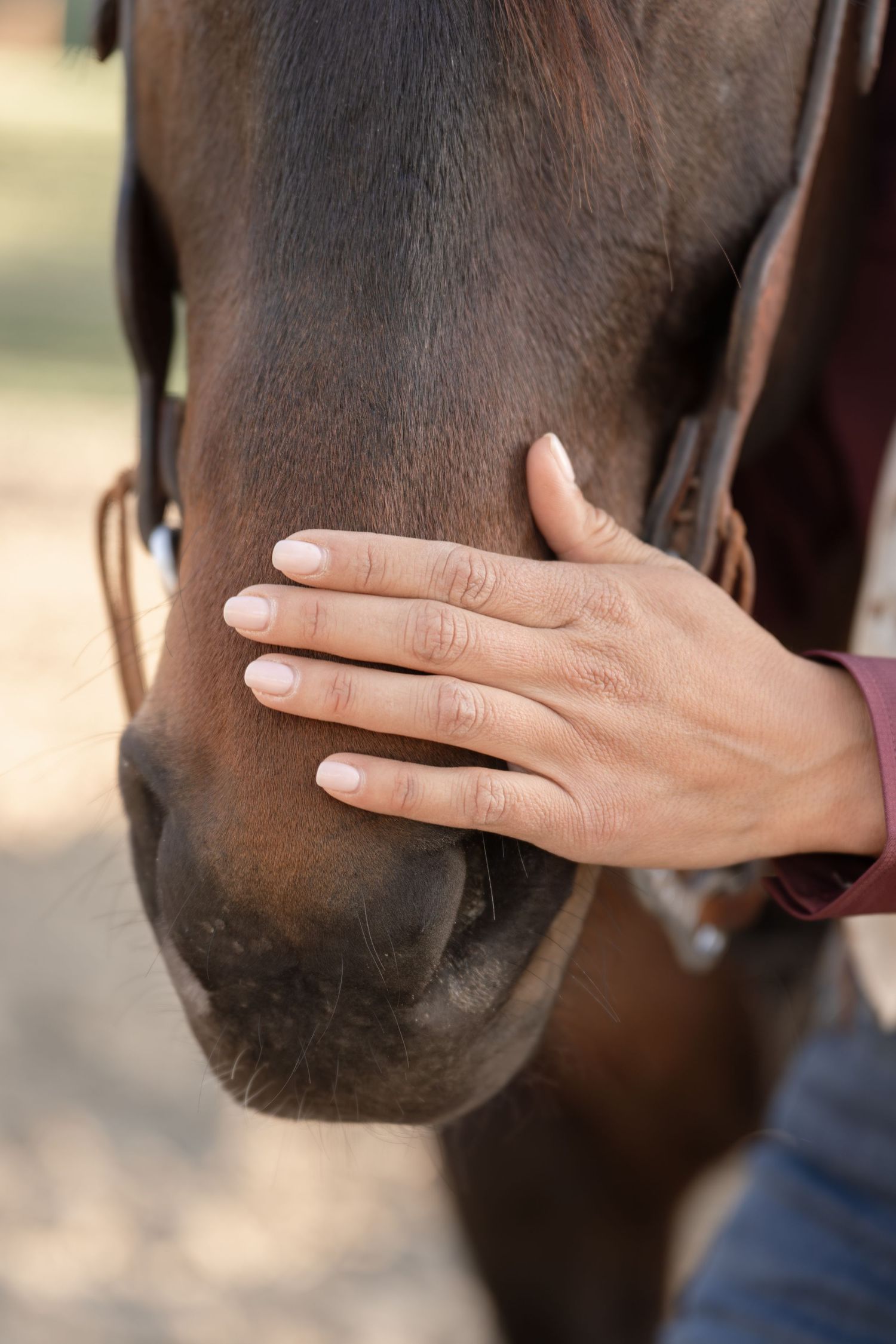 A hand gently resting on the nose of a brown horse wearing a bridle outdoors.