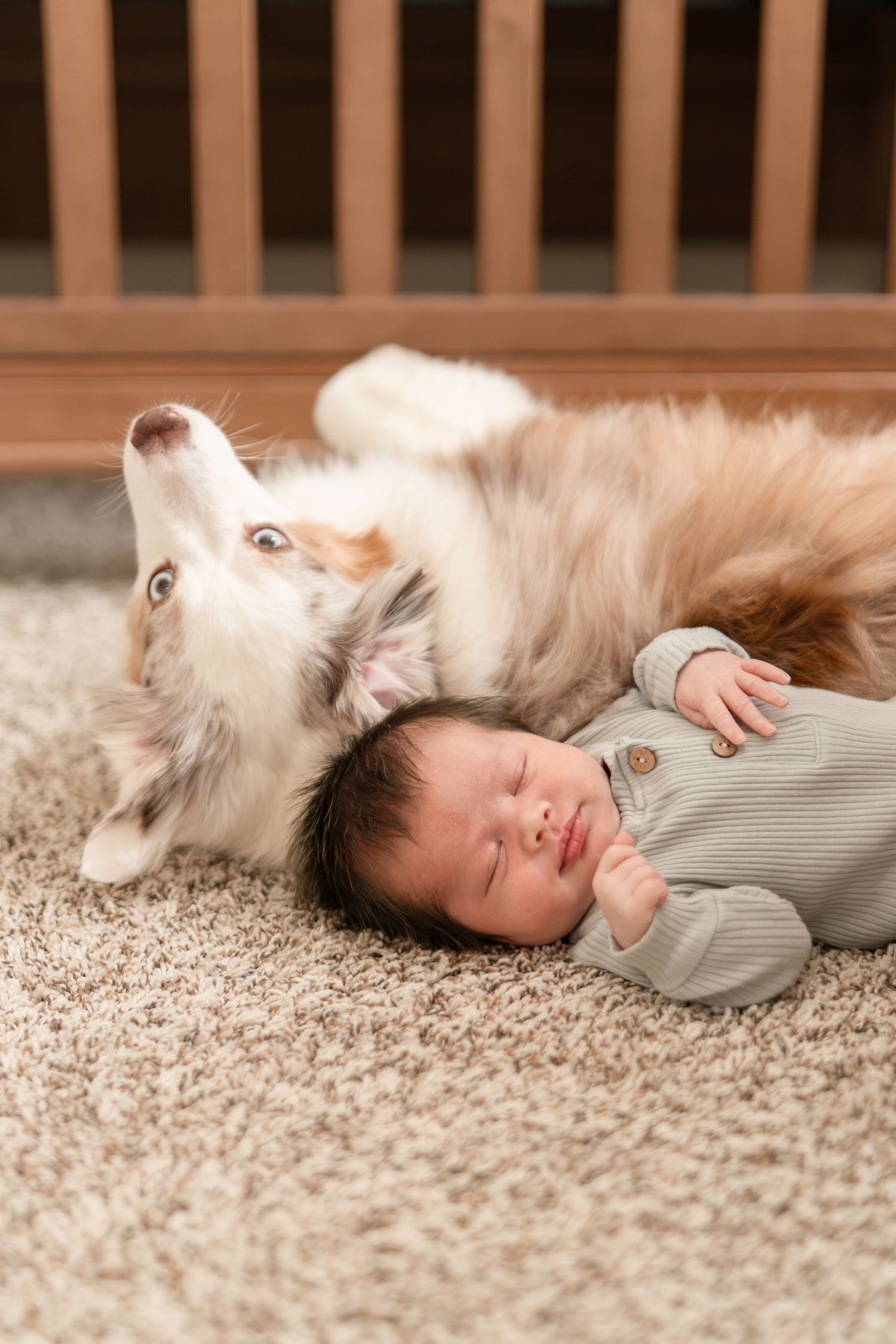 Newborn baby sleeping beside an Australian Shepherd dog on a carpet near a wooden crib.