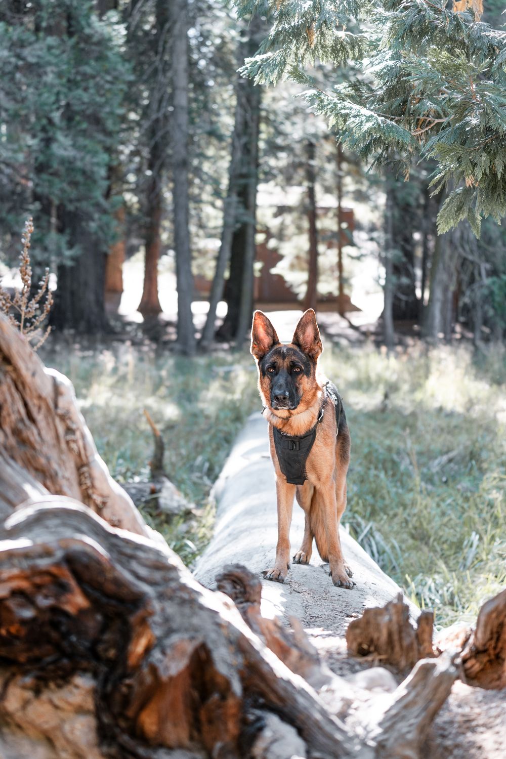 A German Shepherd dog sitting alert on a rock surrounded by fallen logs in a pine forest.