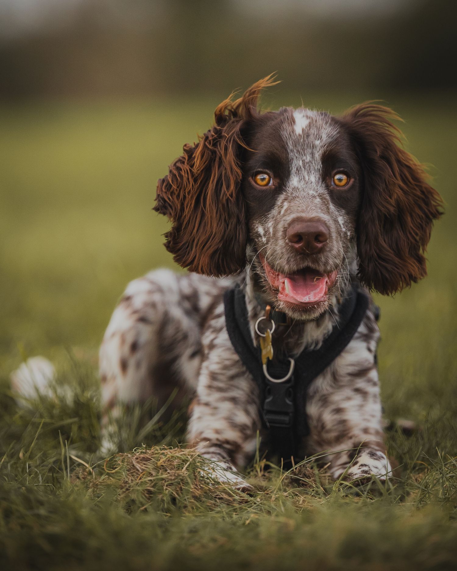 Pets, pet photography, dog photography