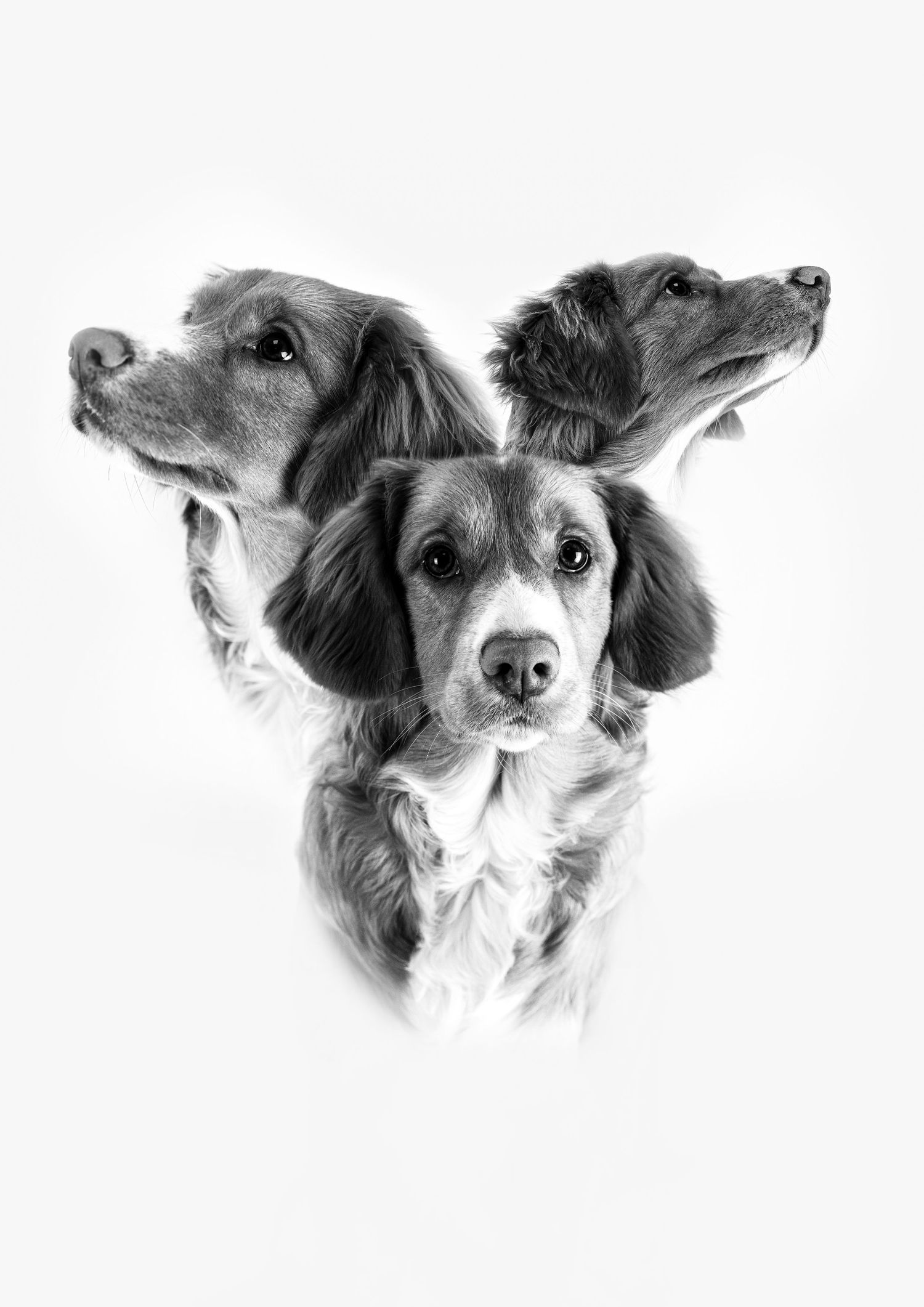 Pet photography