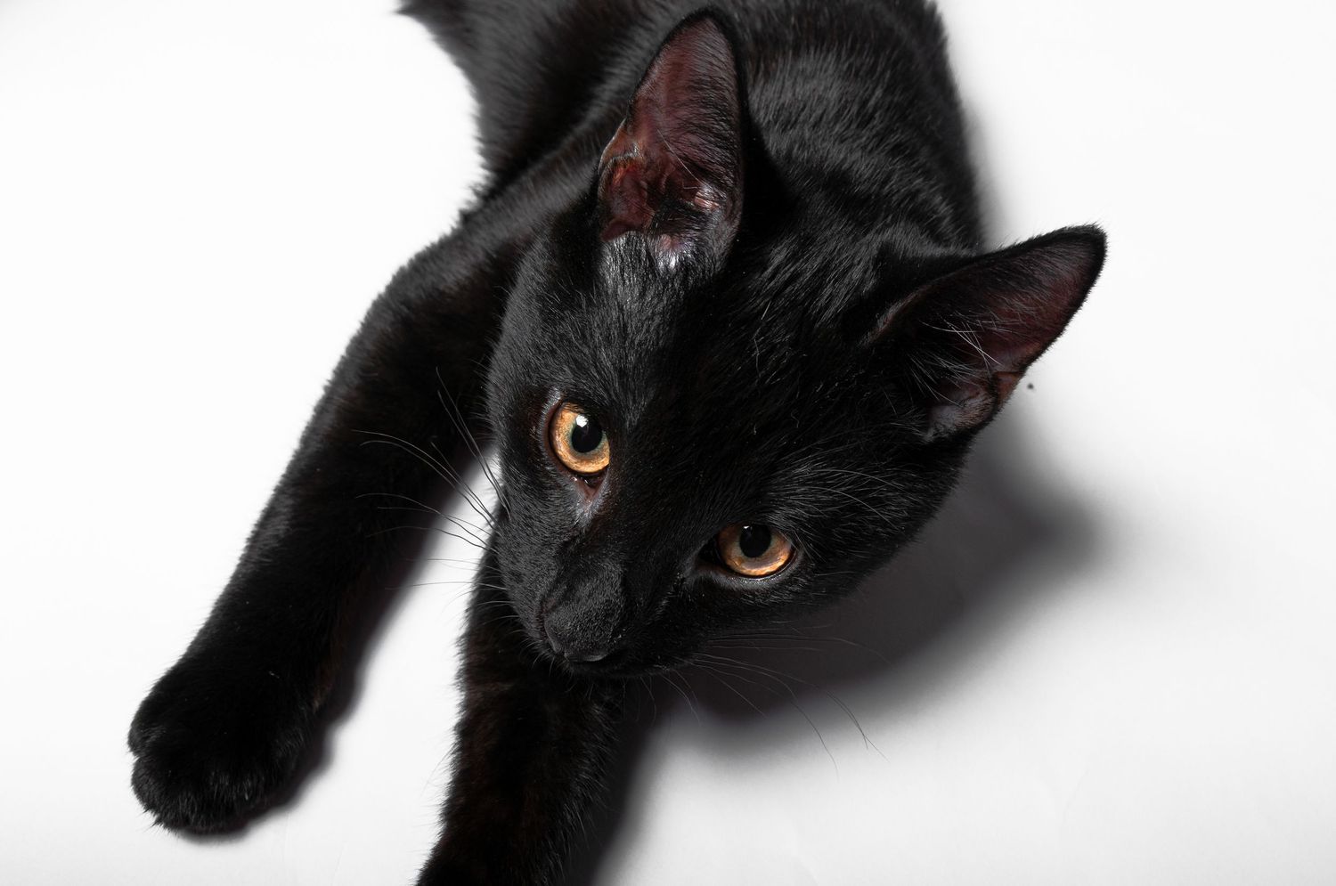 Pet photography, cat photography, Studio photography