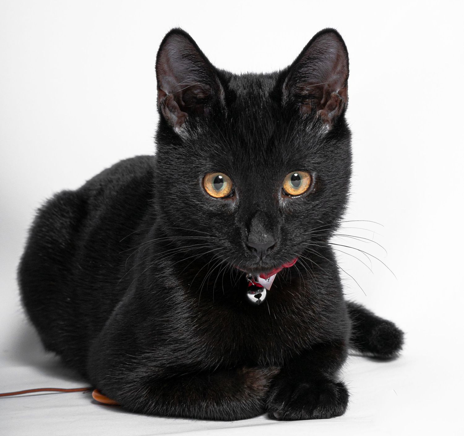 Pet photography, cat photography, Studio photography