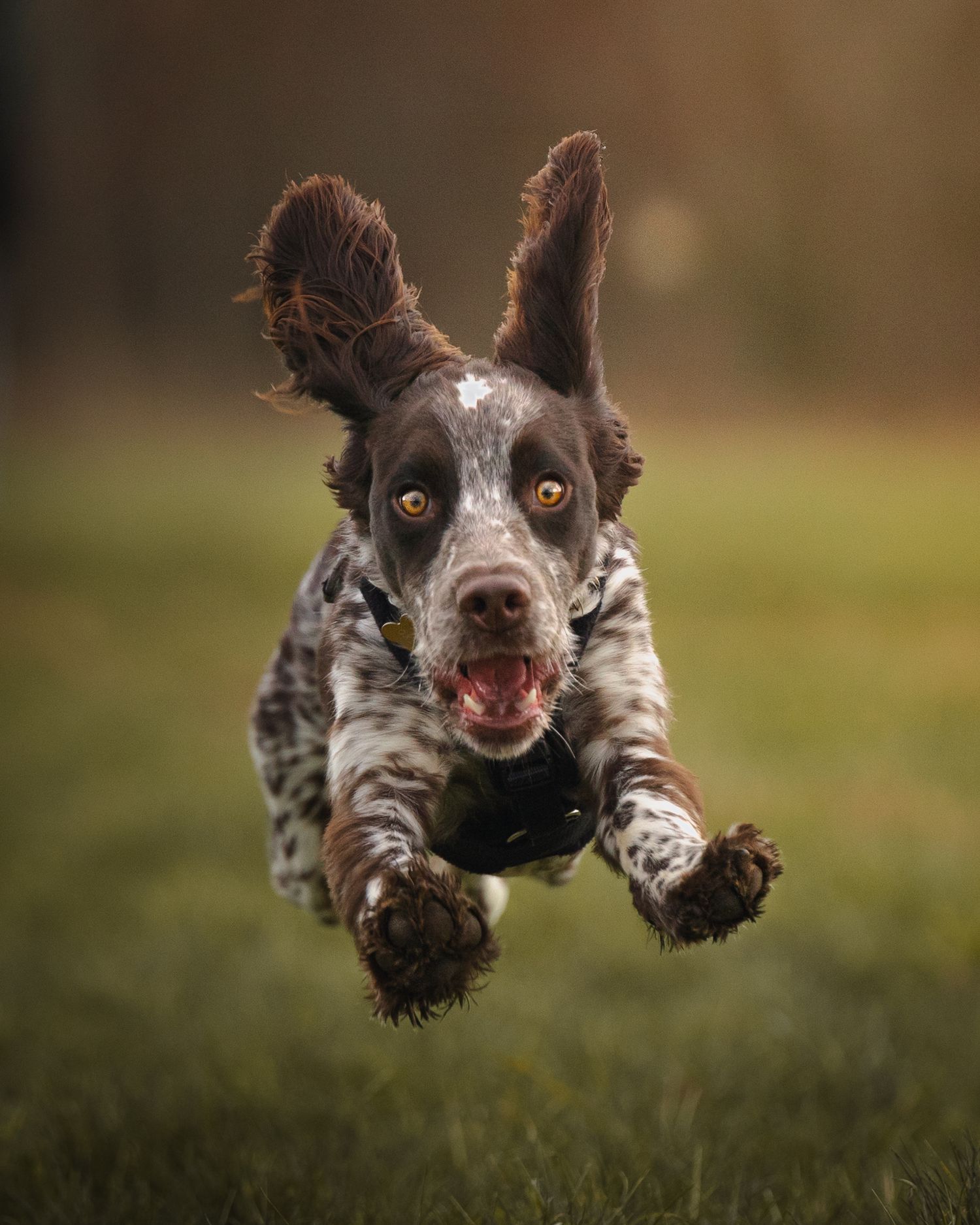 Pets, pet photography, dog photography