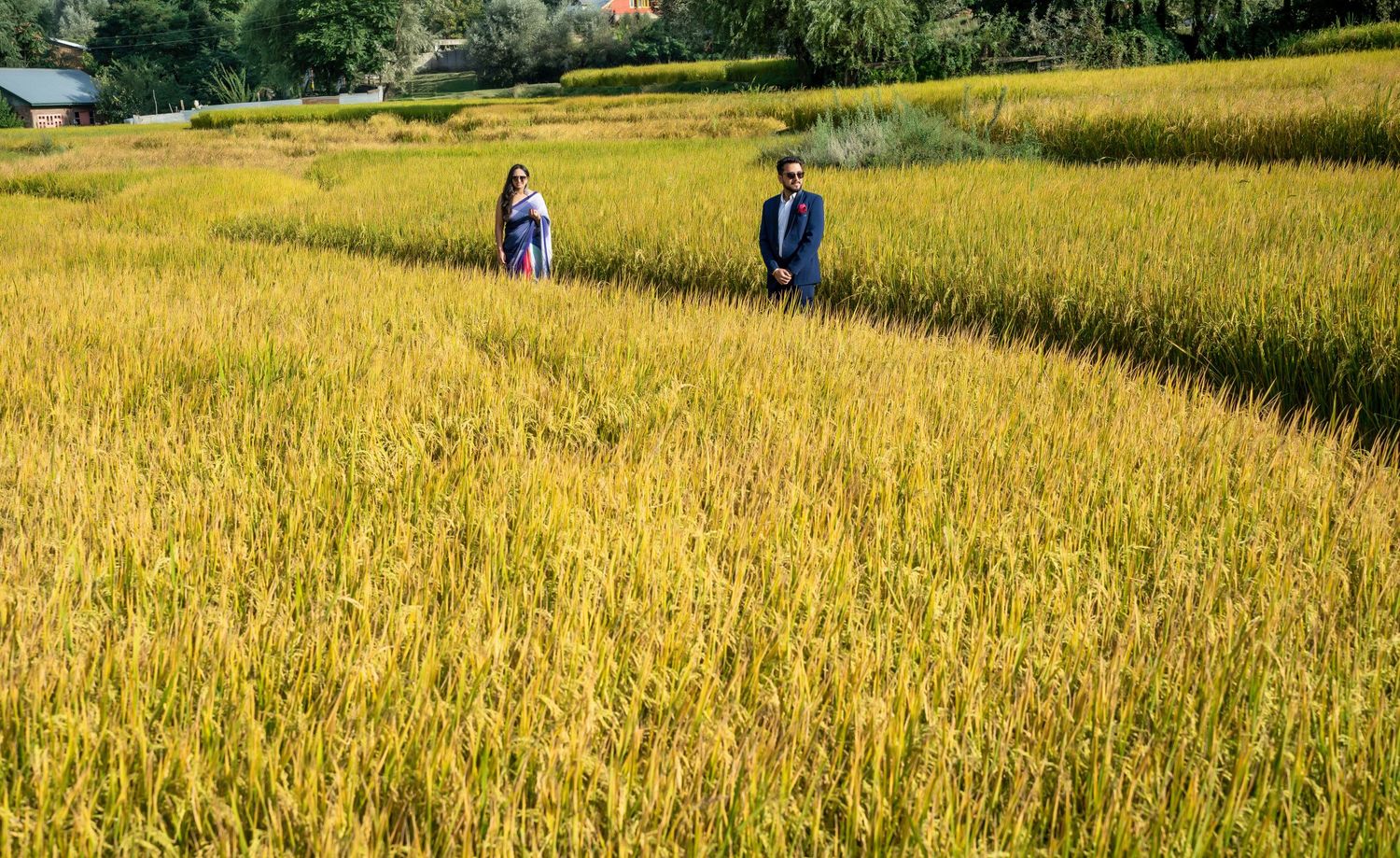 Two people walking through golden rice fields in a lush green landscape during harvest season.