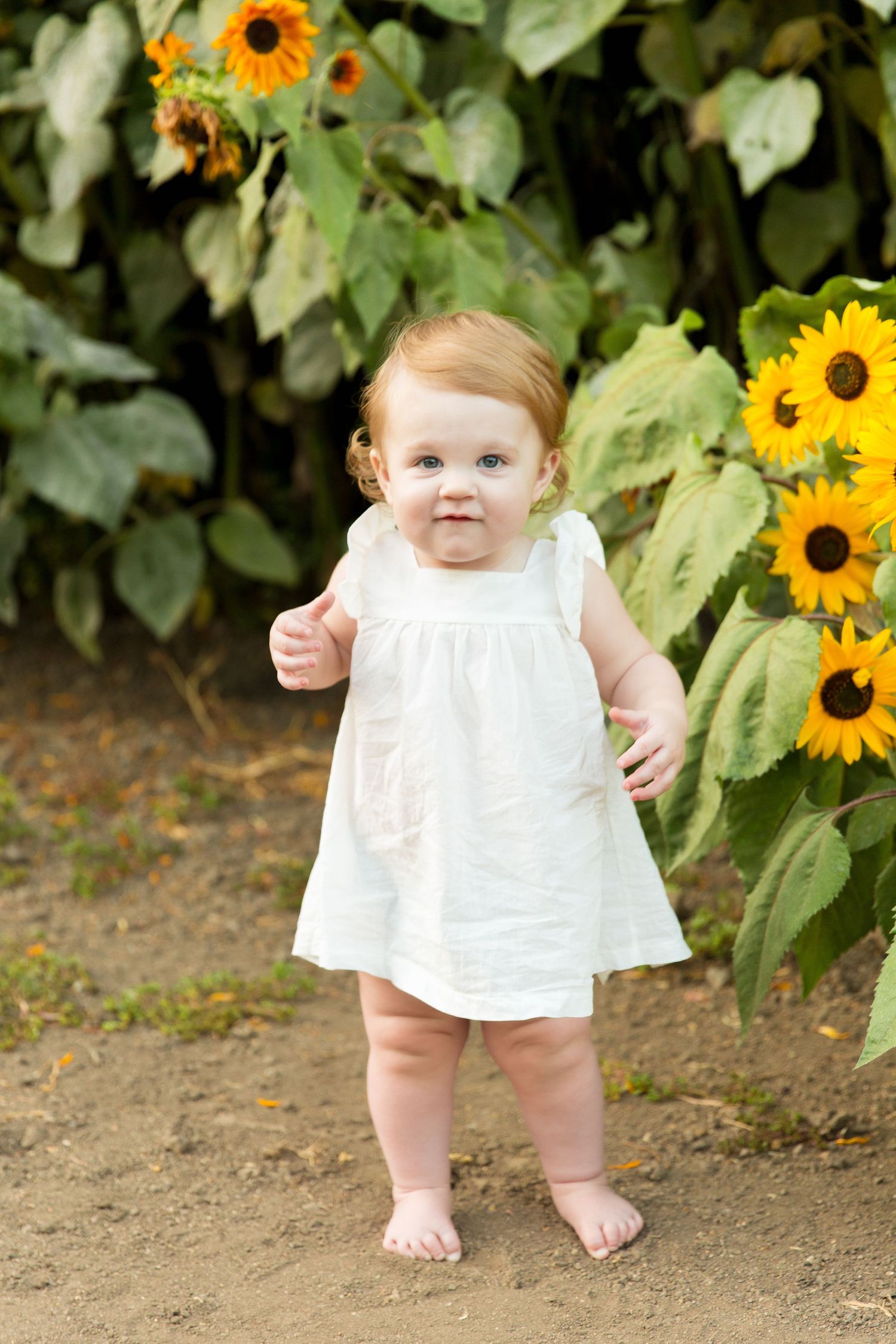 A small child in a white dress standing by blooming sunflowers in a garden.