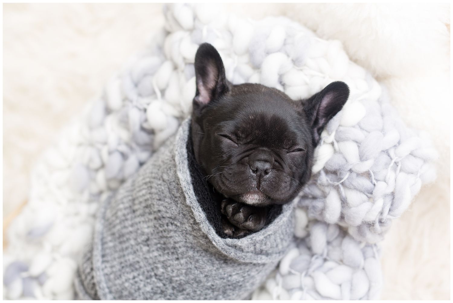 Sleepy black French Bulldog puppy wearing a cozy gray sweater yawns while lying on white fluffy blanket.