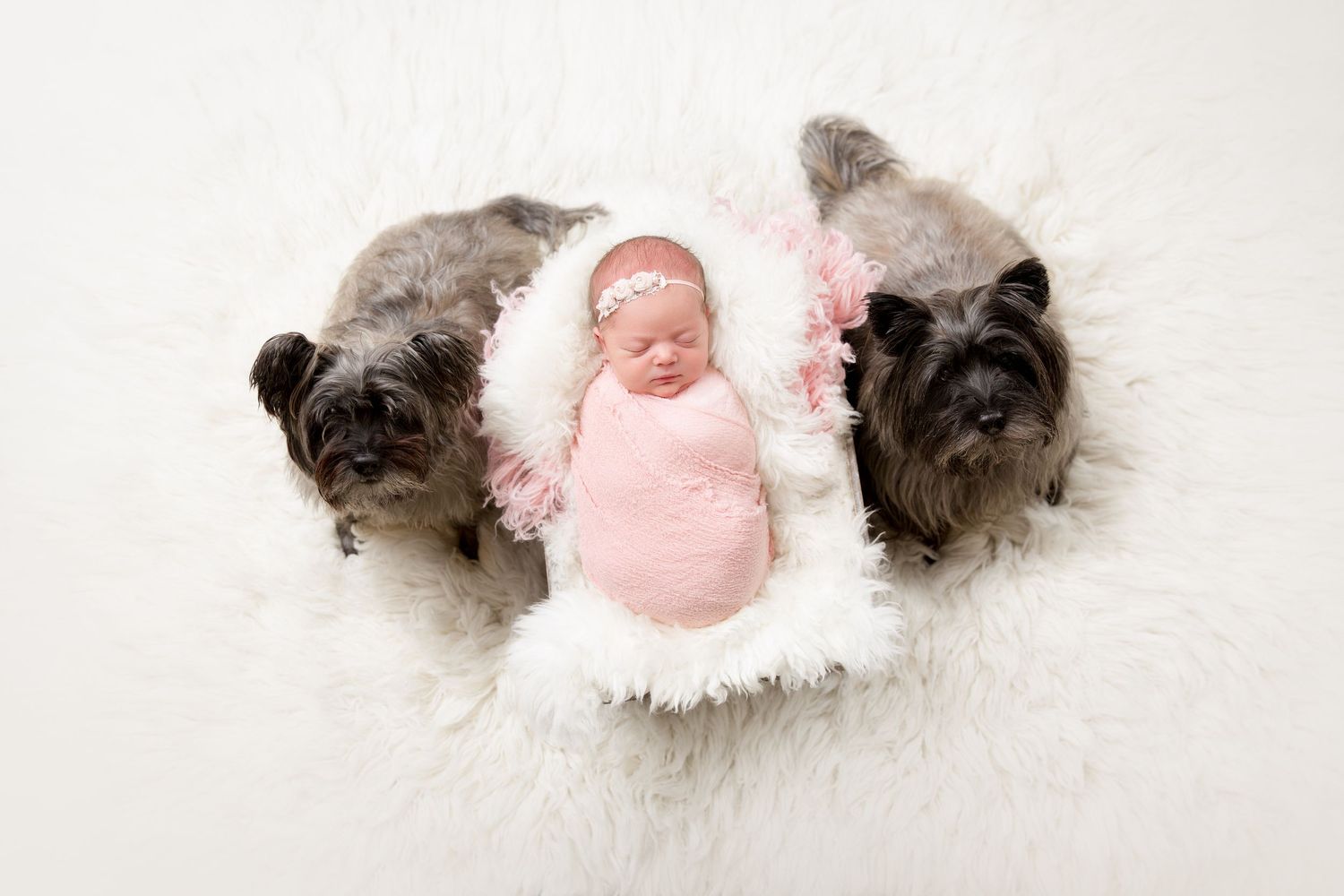 A series of four photos showing a newborn baby lying on white fabric with two small dogs snuggled close by.