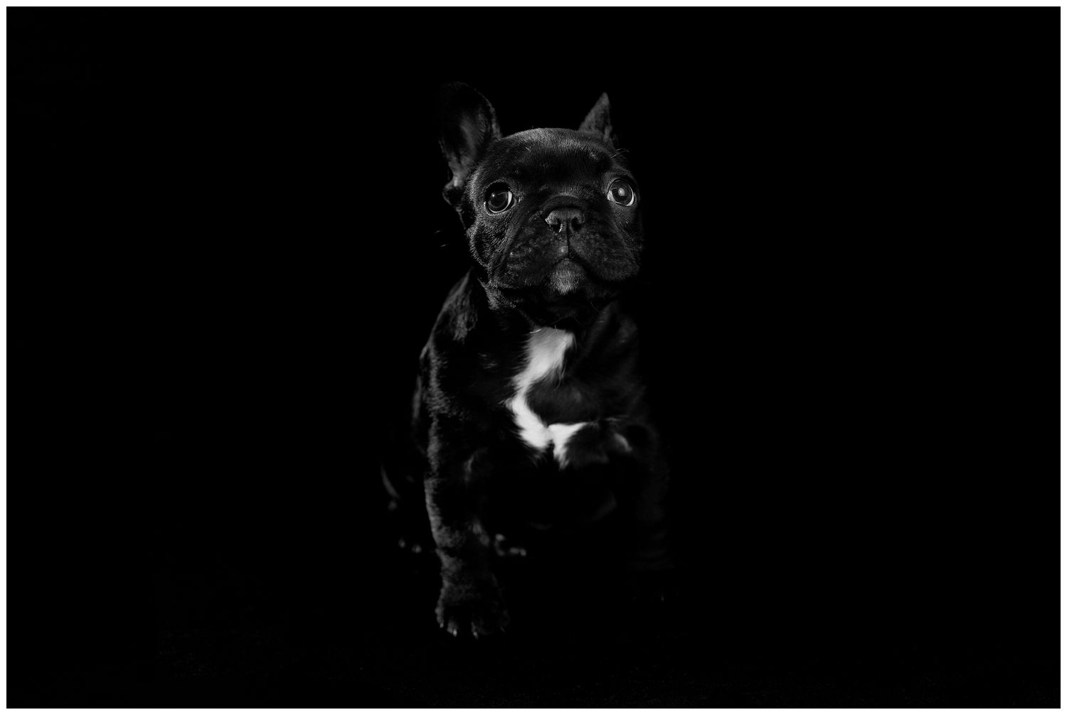 A black French Bulldog puppy with a white chest marking poses against a dark background in a series of photos.