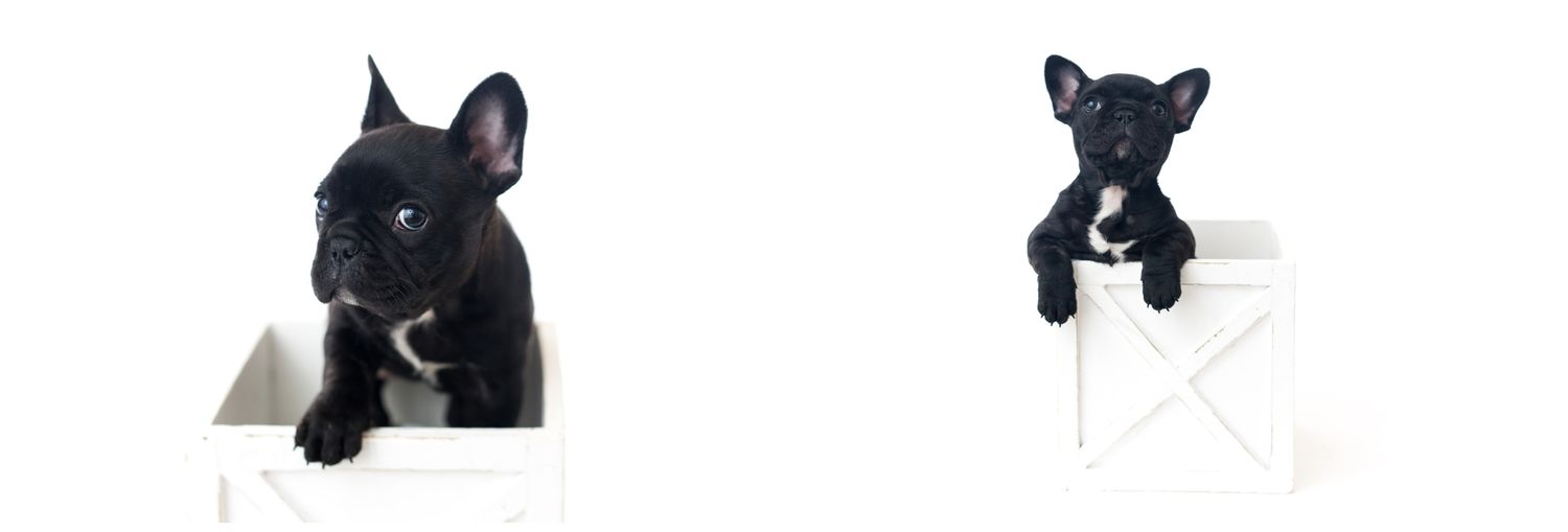 A collection of black cat portraits arranged in a grid showing different facial expressions and angles.