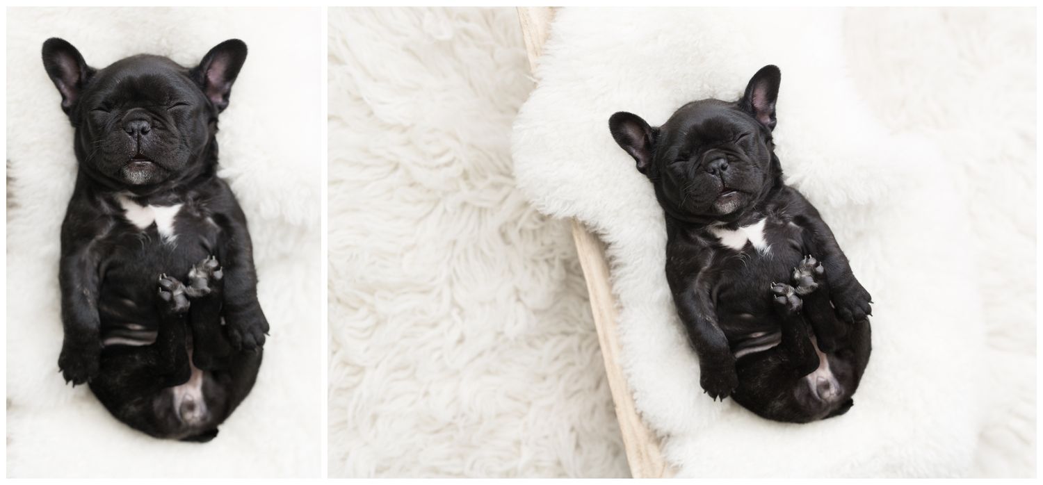A collection of black French Bulldog puppy portraits showing various adorable expressions and poses.