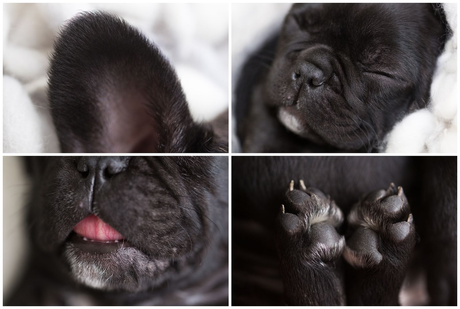 Close-up collage of a black French Bulldog's features showing nose, eyes, mouth and paws against white background.