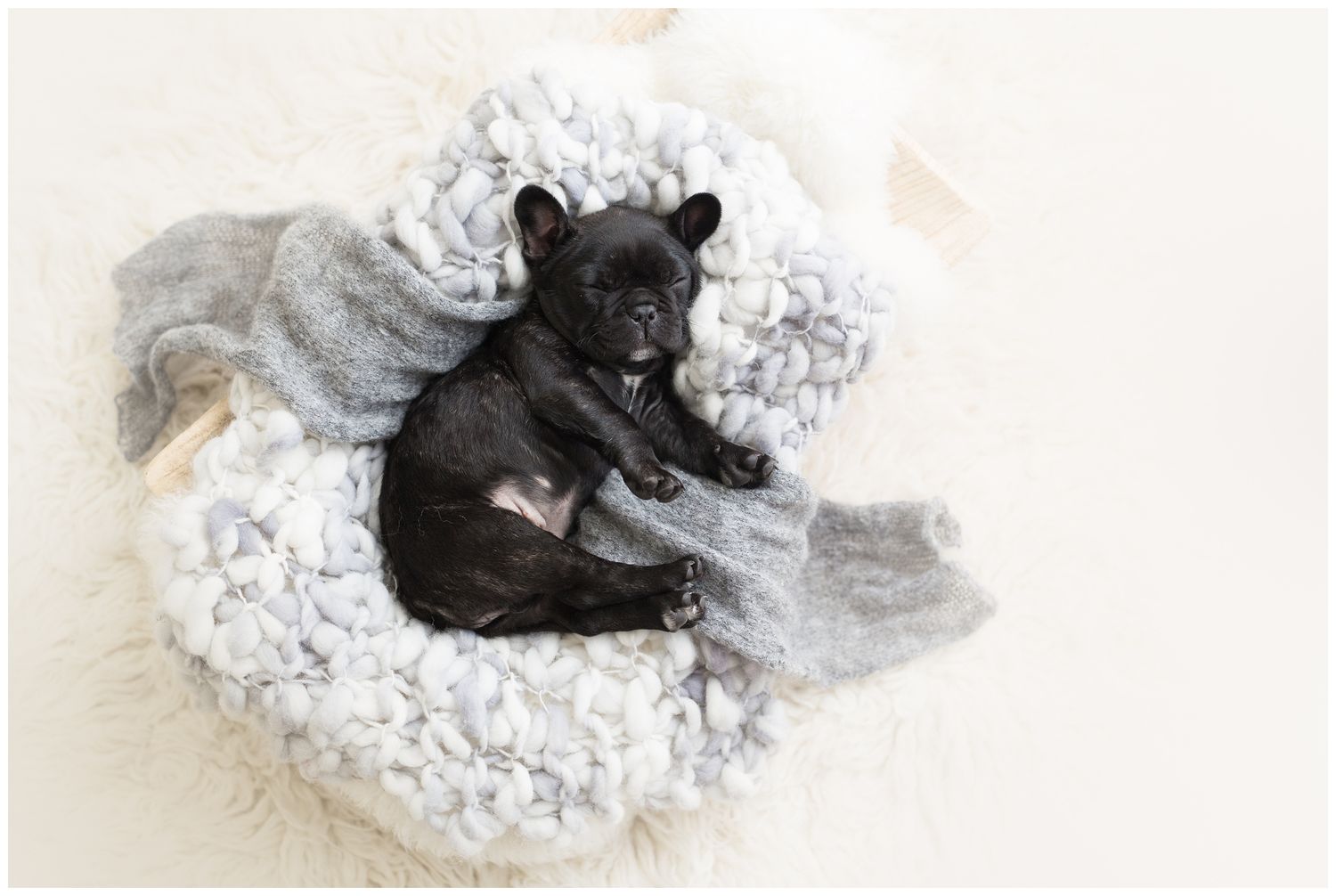 Small black puppy lies curled up on soft white bedding in a series of adorable sleeping positions.