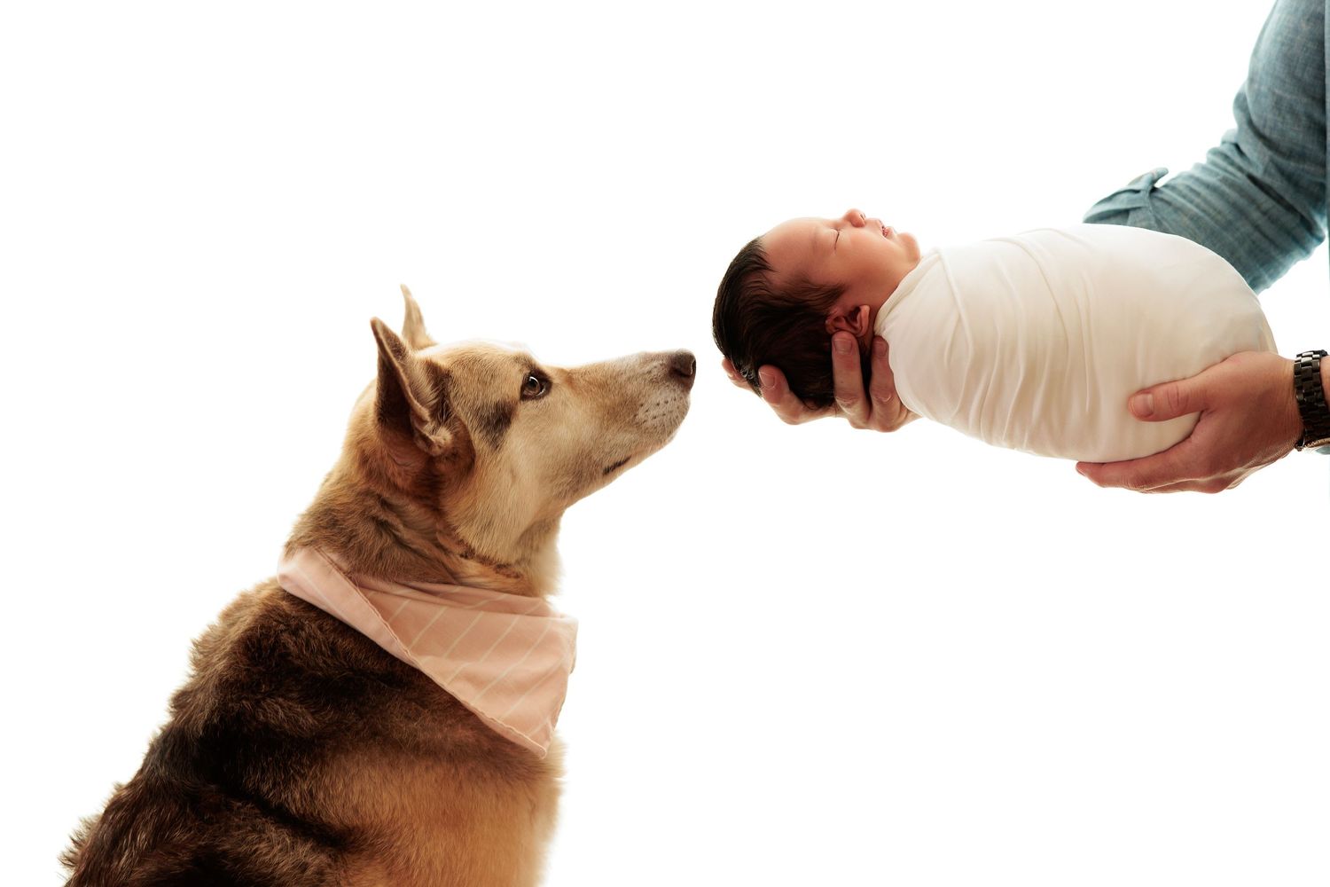 Close-up shots of dog interacting with baby items.