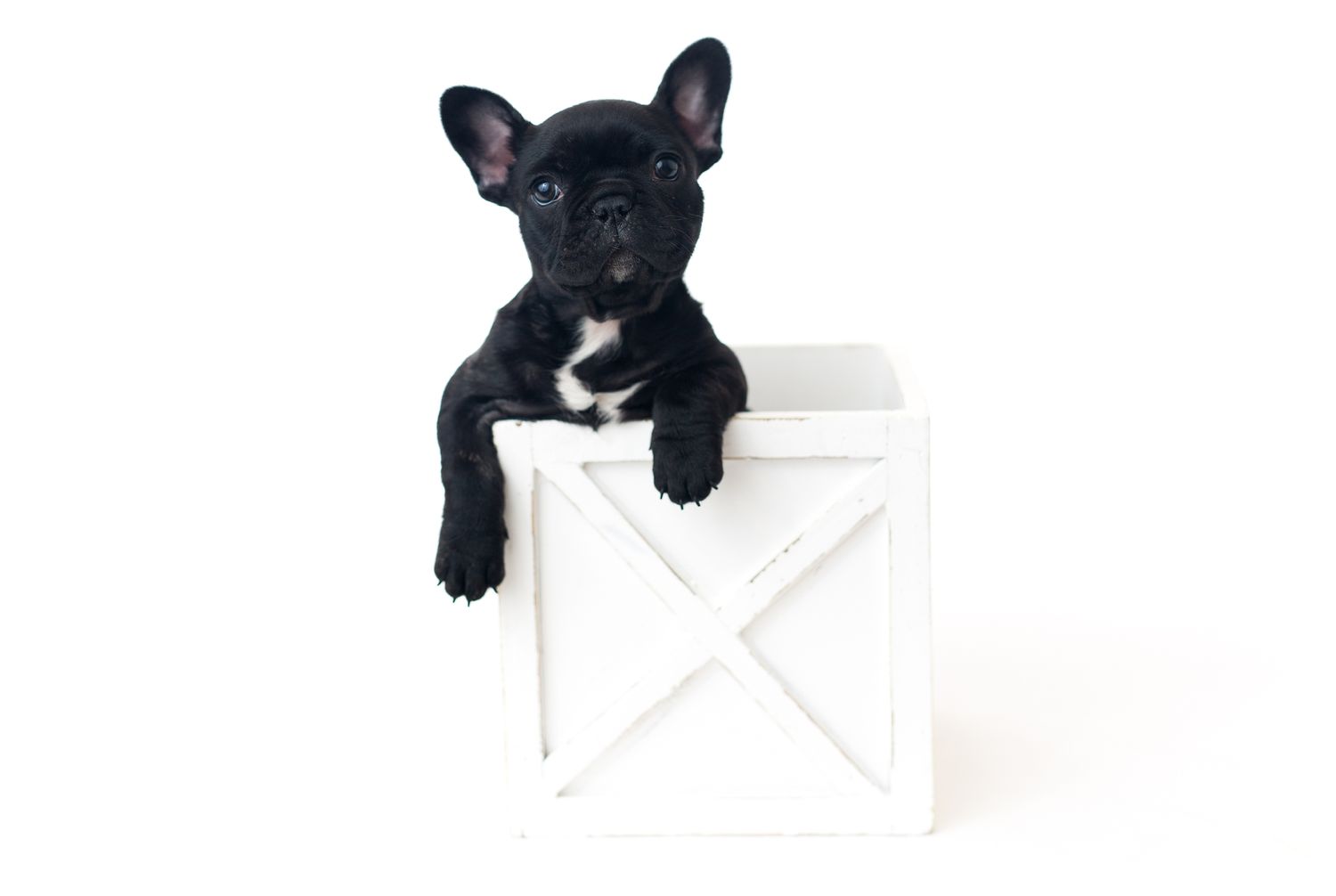Three adorable French Bulldog puppies sitting on white wooden steps with playful expressions.