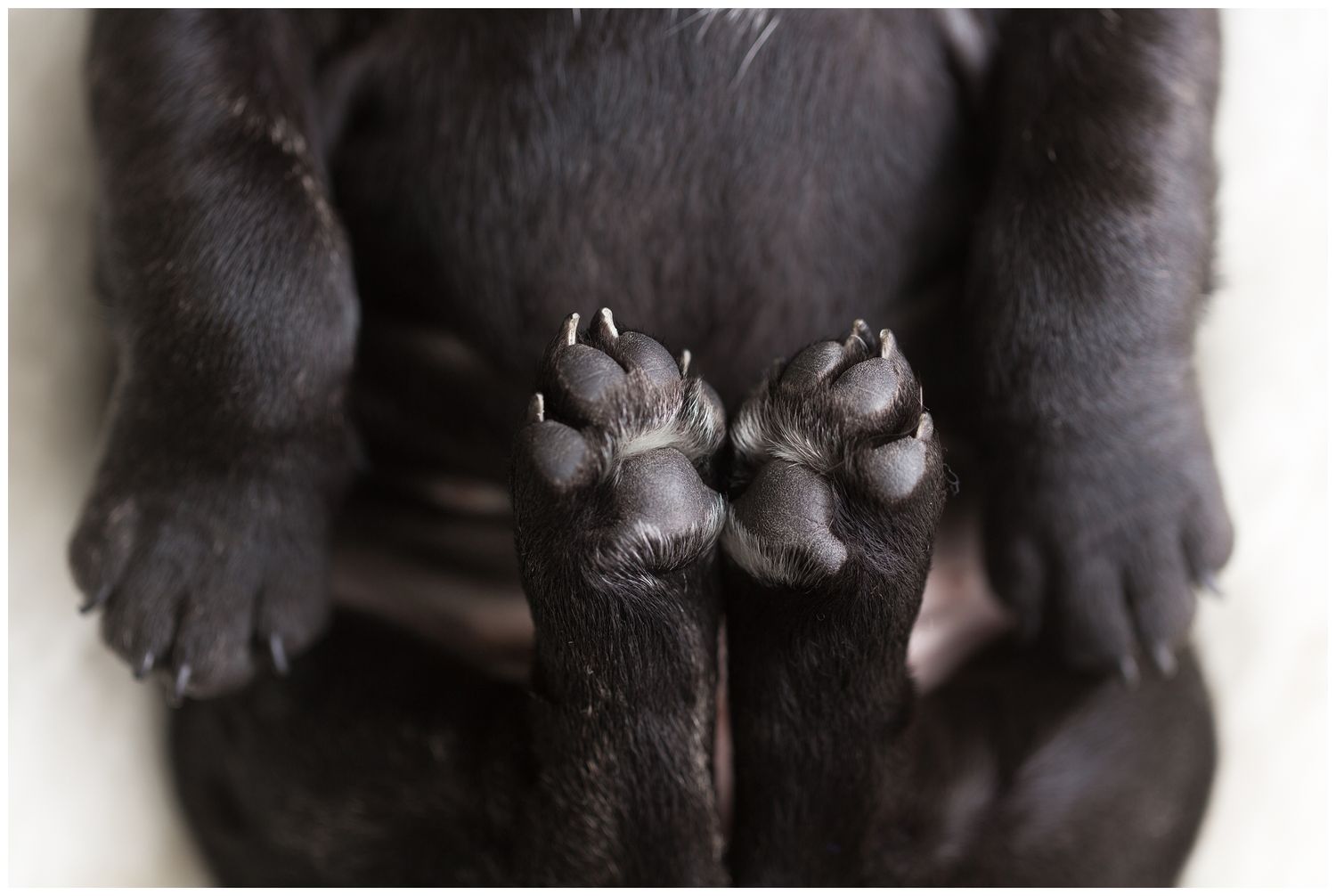 A close-up view of a black cat's paws resting on a dark surface.