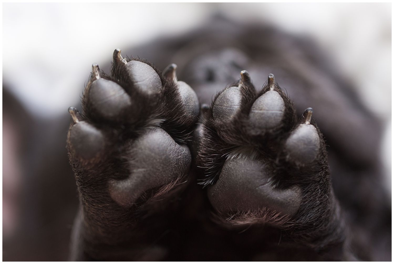 Close-up macro photograph of a spider's legs and feet showing fine details of the dark exoskeleton and hairs.