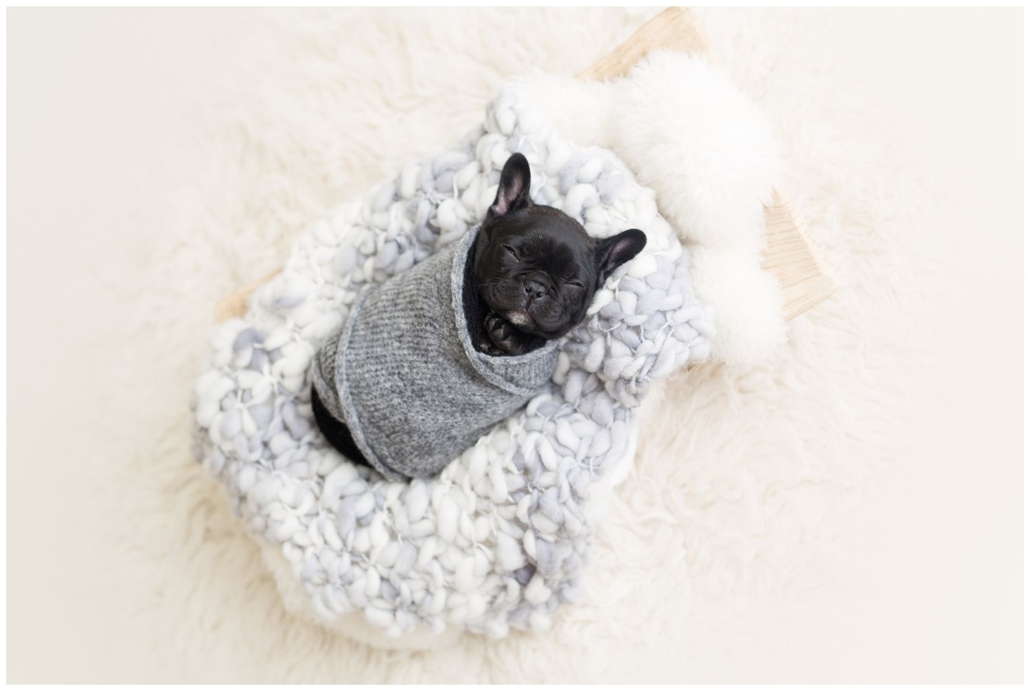 A black French Bulldog puppy lies comfortably nestled in a plush white blanket viewed from above.
