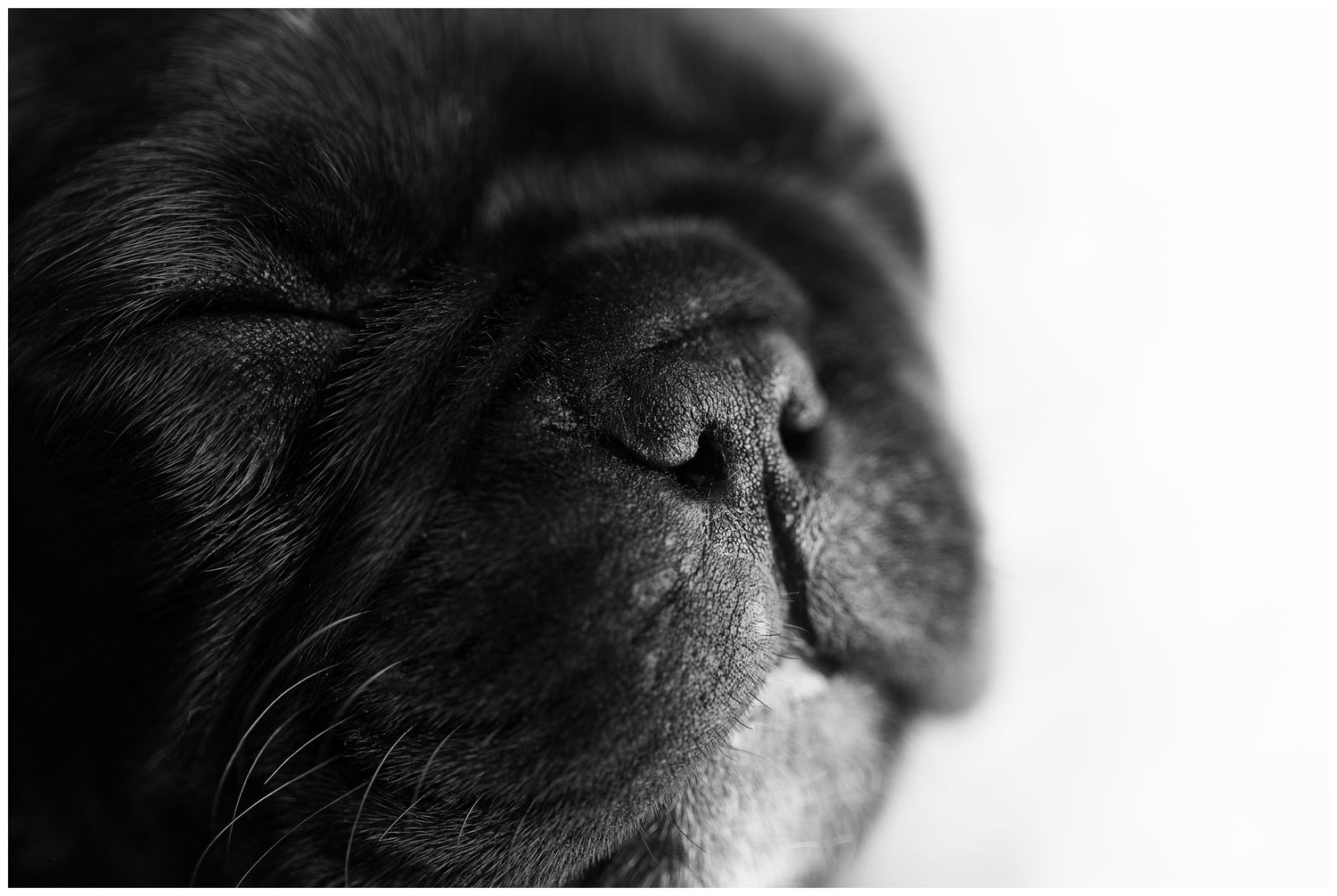 Close-up macro shots of a cat's eye showing intricate details of the iris and pupil in dramatic lighting.