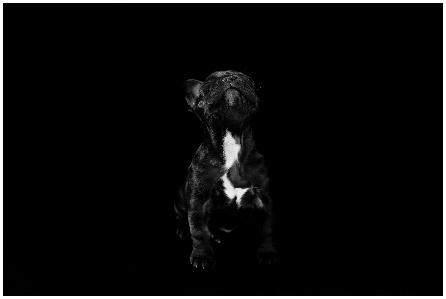 A series of dark abstract shapes and silhouettes against a black background create a moody artistic composition.