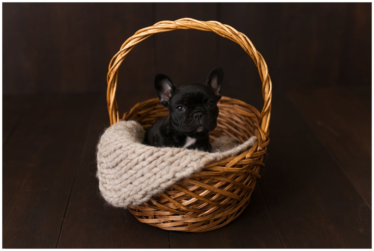 A black French Bulldog puppy sits in a woven basket with a knitted blanket against a dark background.