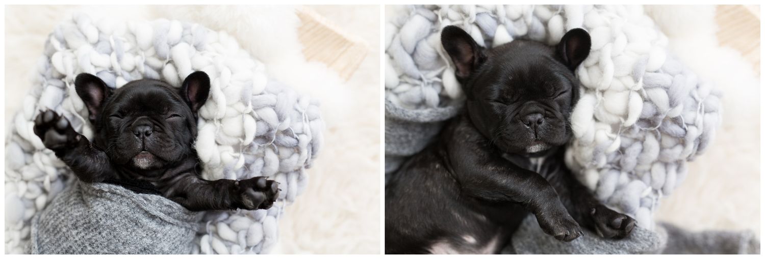 A black French Bulldog puppy rests on white bedding in multiple adorable poses.