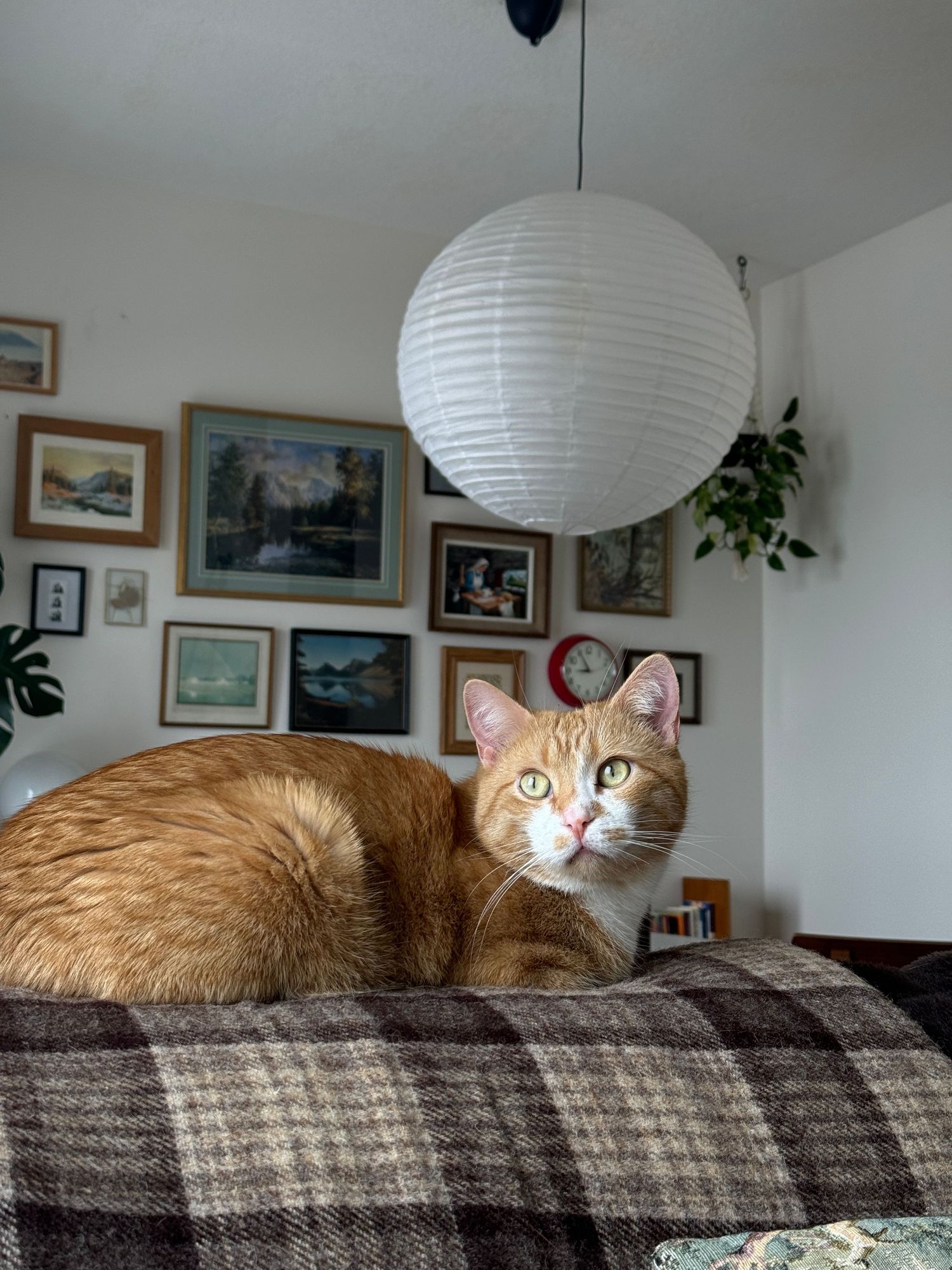 Orange tabby cat lounging on plaid blanket under paper lantern with framed photos on wall.