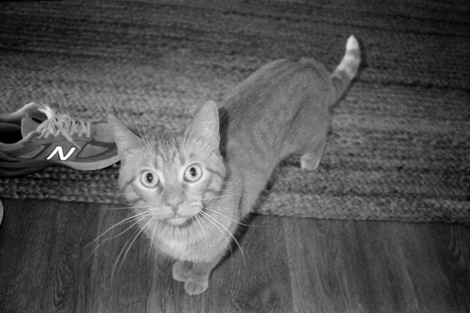 A curious cat explores under wooden furniture in a monochrome shot.