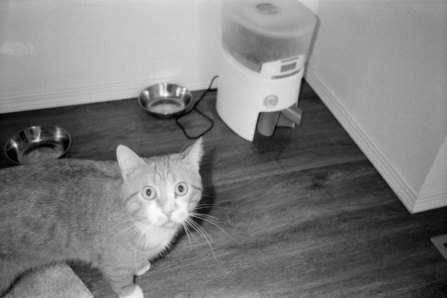 A gray cat peeks around a corner in a black and white photograph.