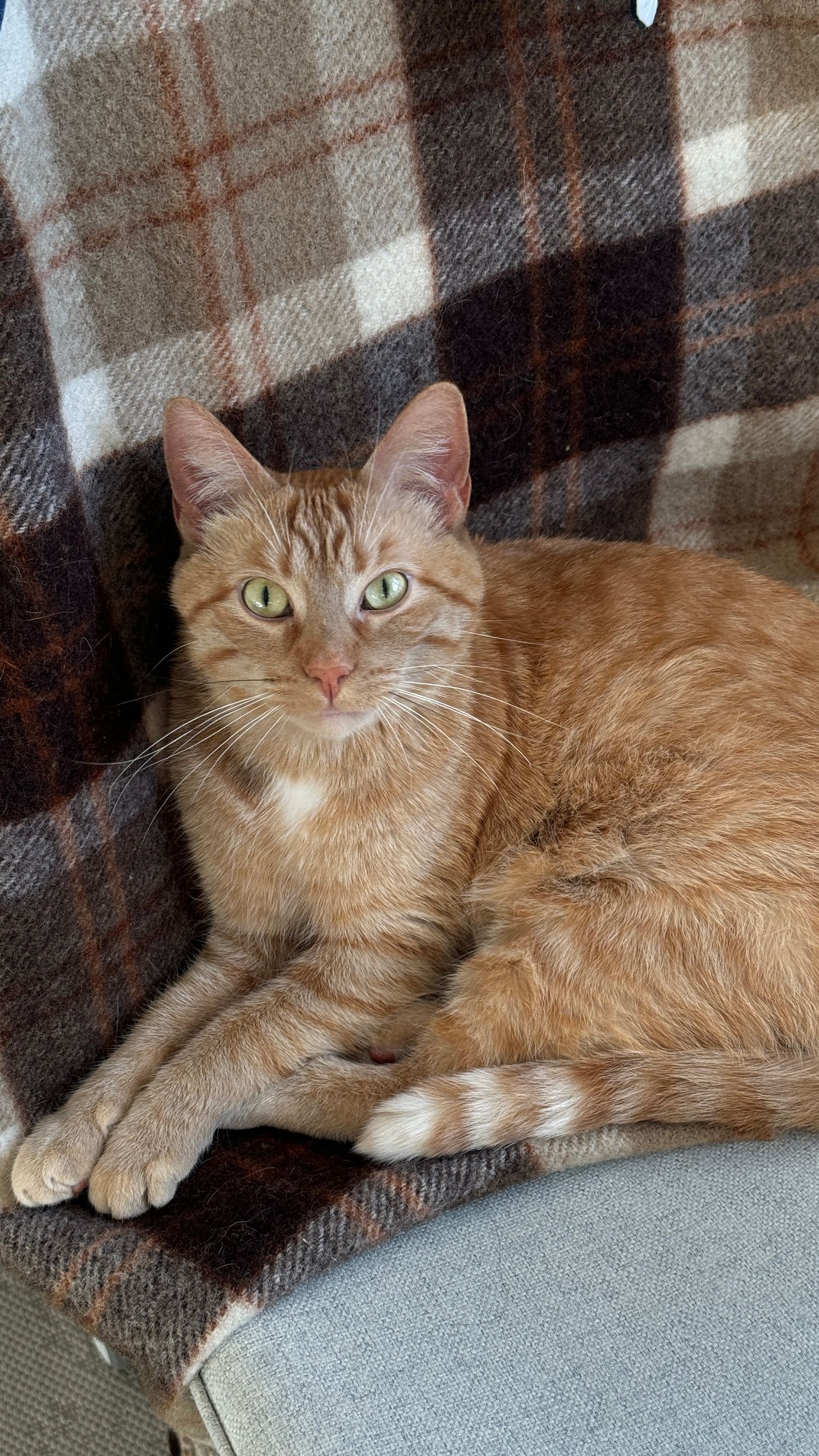 Ginger cat relaxing on plaid blanket shown in multiple casual poses.