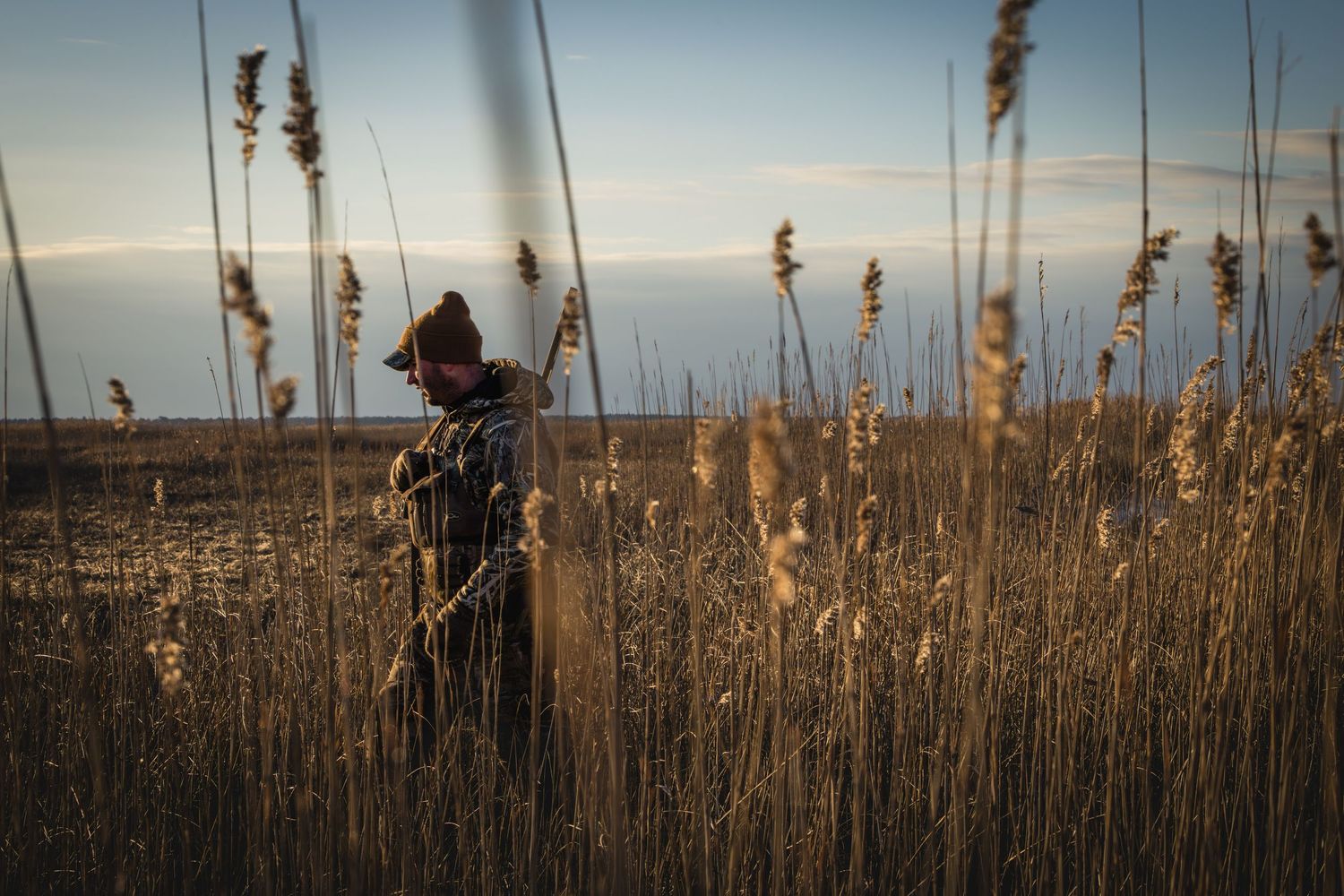Golden sunlight illuminates tall reeds and grasses along a shoreline during sunset.
