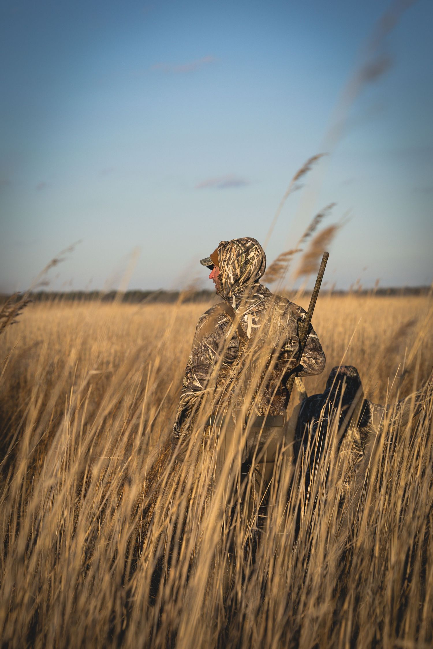 Two Bengal tigers prowl through tall golden grass in a wildlife setting during sunset hours.