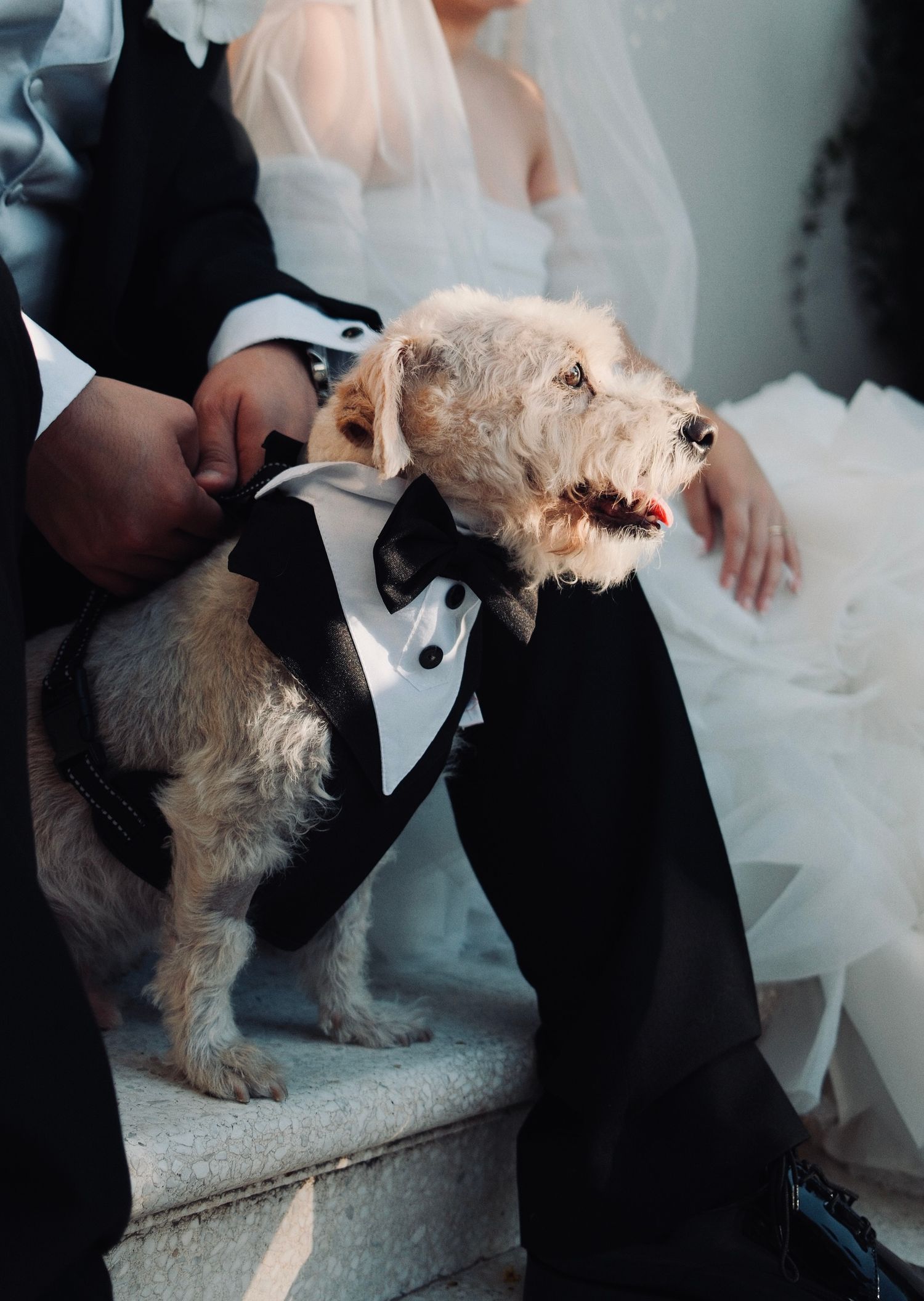 Wedding dog in a tuxedo poses with the couple during Michigan wedding by Bylitos Studio Michigan
