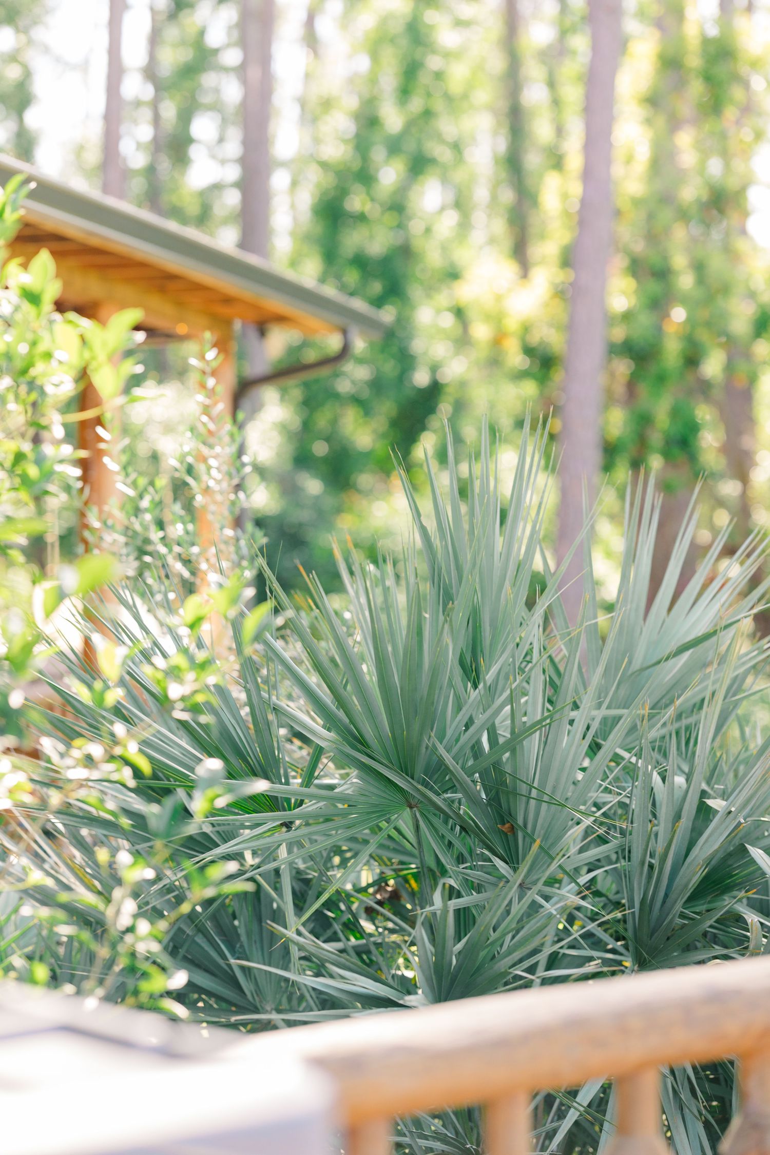 Tropical palm fronds frame a wooden cabin roof in dappled sunlight.