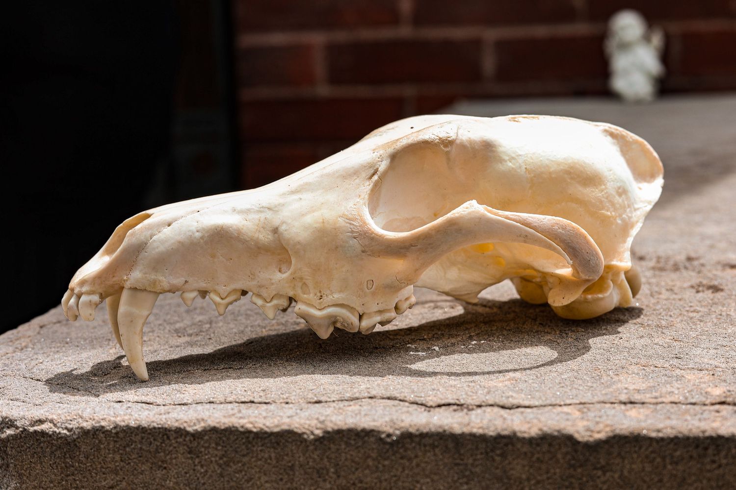 Close-up of a bleached animal skull on a textured stone surface.