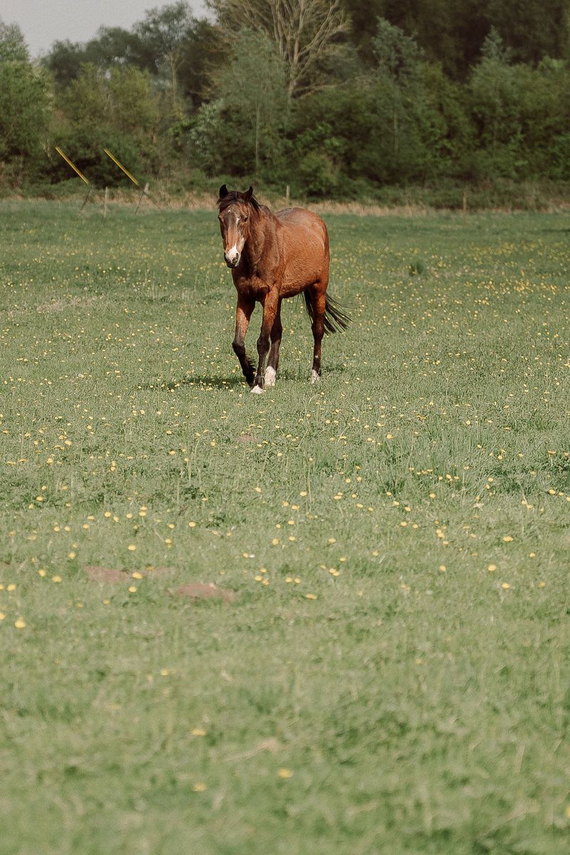 Two brown horses grazing together in a green meadow with scattered wildflowers on a sunny day.