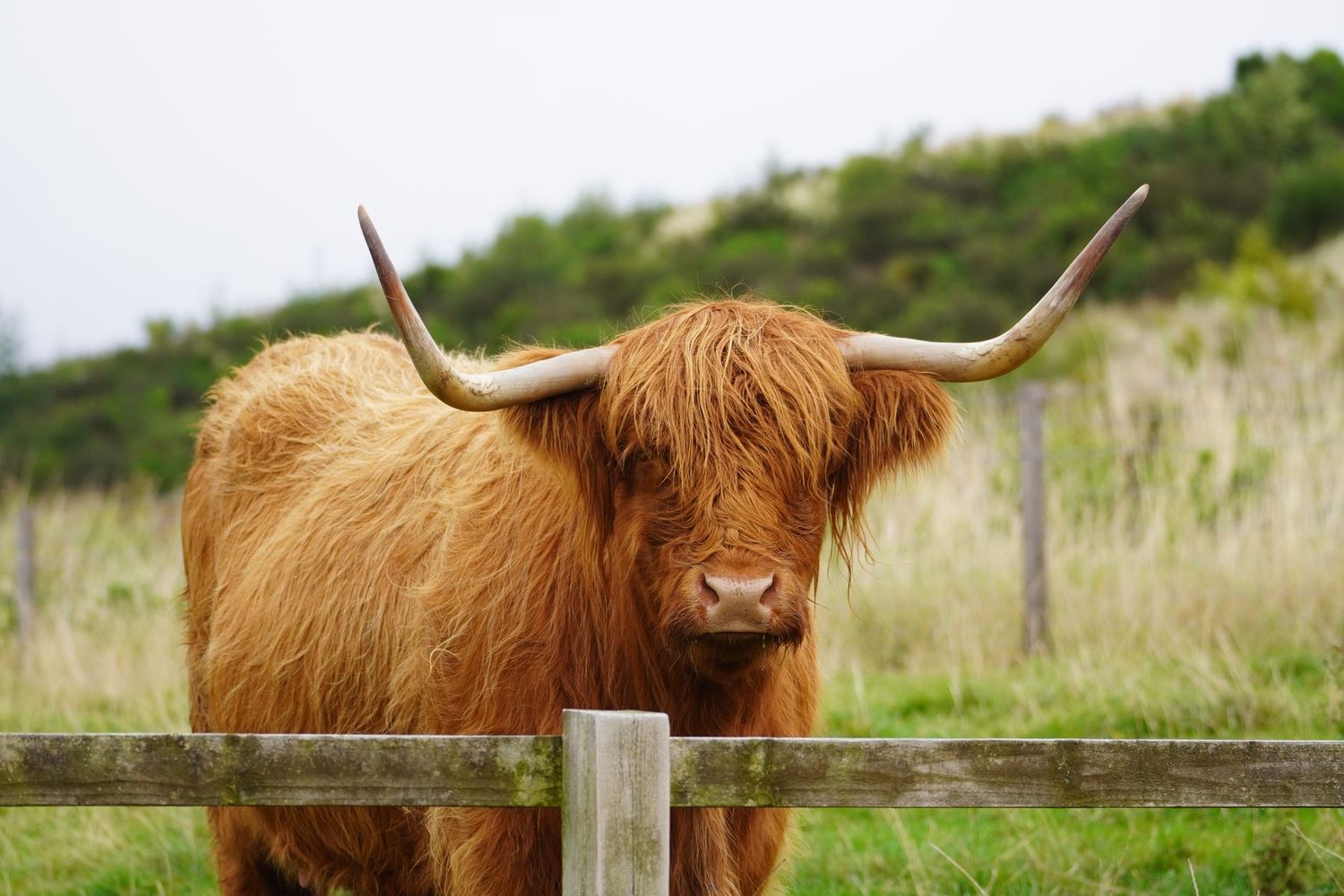 Highland  Cow
Perthshire Scotland
larkindm photography
Donna Larkin Photographer Central Valley