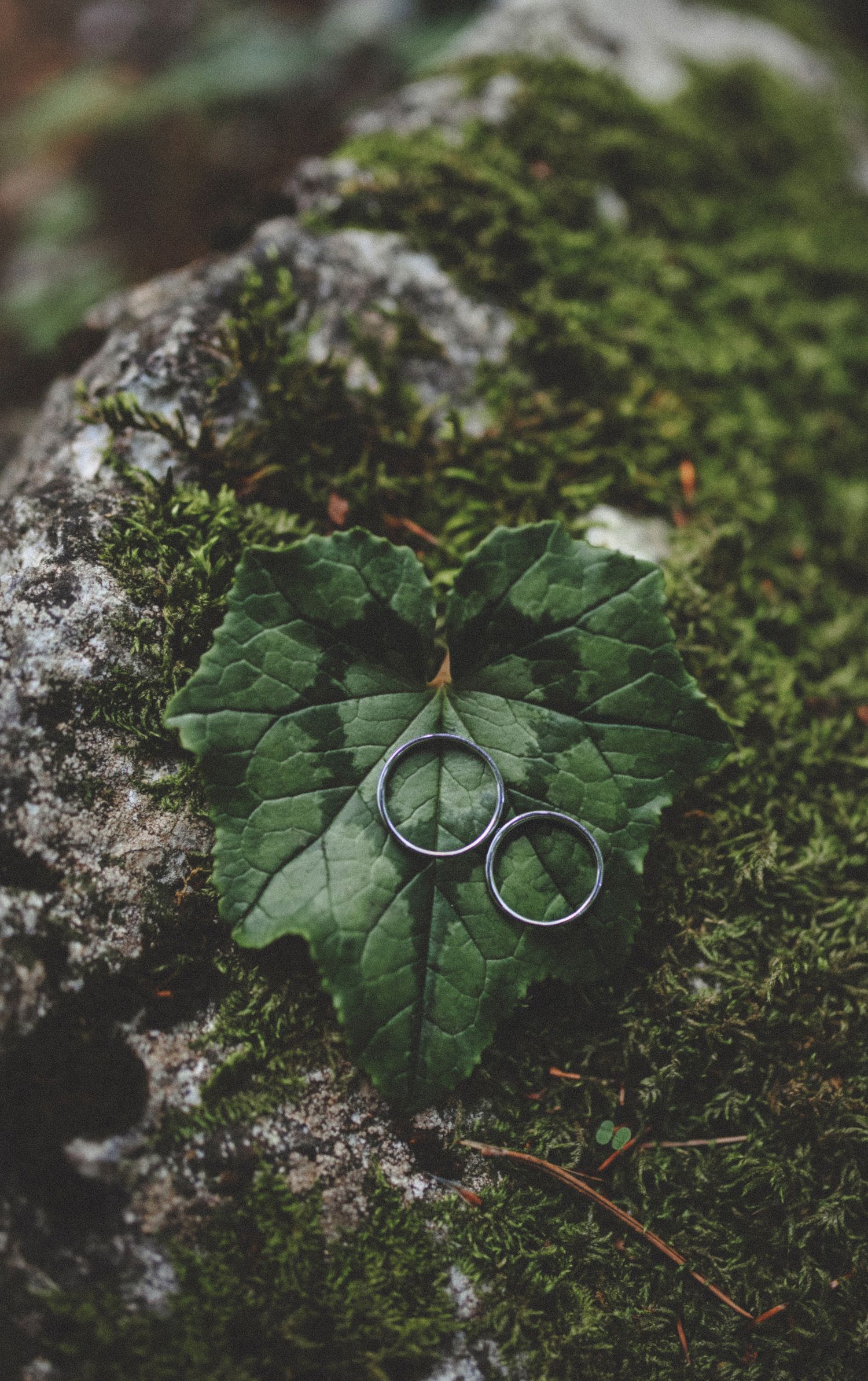 Close-up shot of silver wedding rings placed on a green leaf over a mossy rock in a natural forest setting.