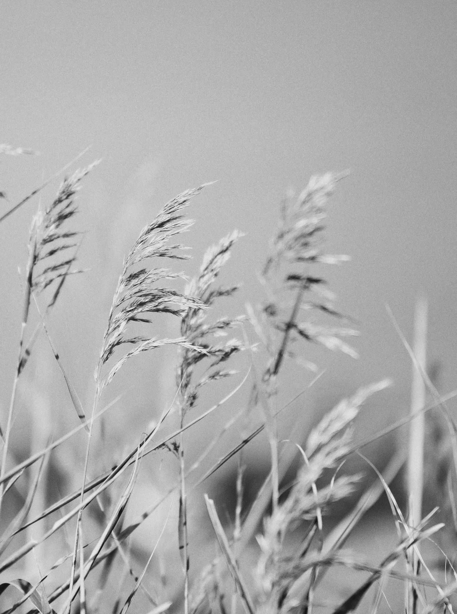 Black and white fine art wedding photography detail, featuring tall reeds swaying in the wind.