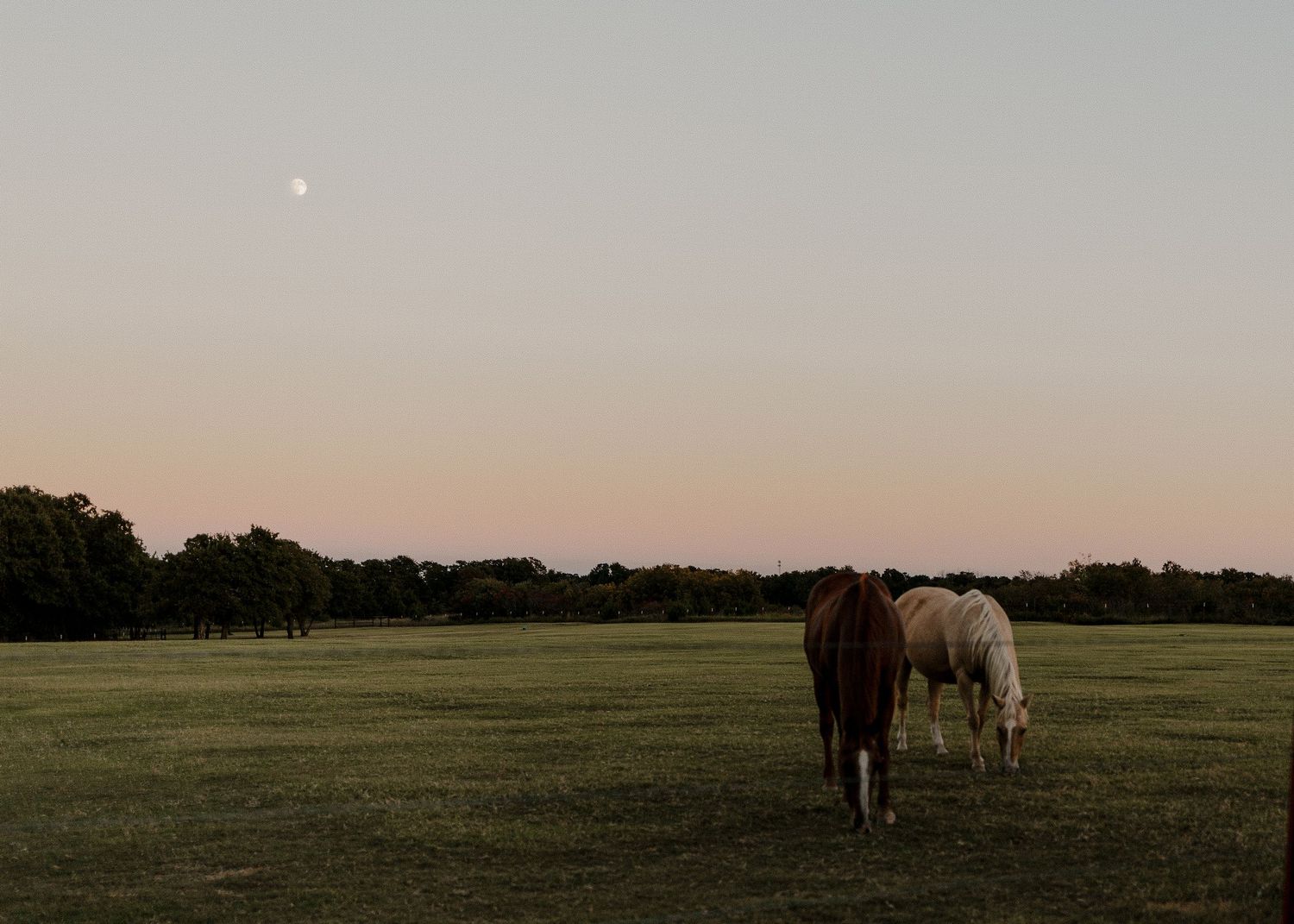 Two horses grazing in a green field at dusk with a crescent moon in the pastel sky. Oklahoma Spring wedding on a family farm