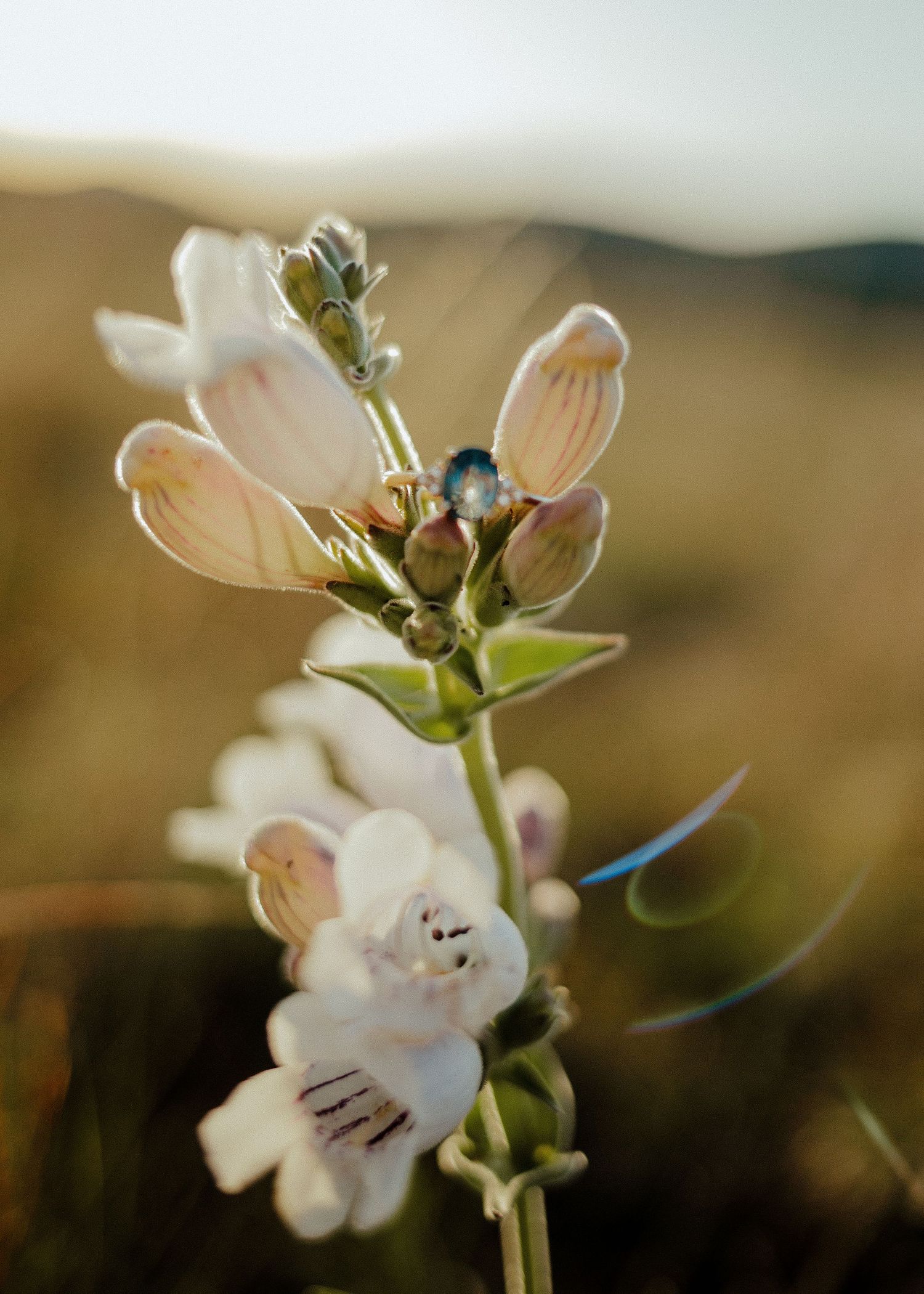 Close-up of delicate white penstemon wildflowers blooming on a stem with soft golden bokeh background. Wichita mountains engagement session