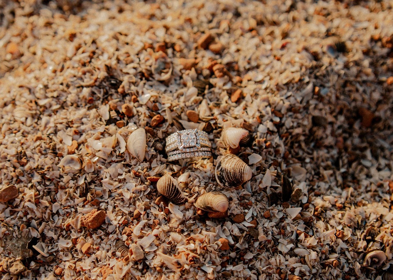 Close-up of a hermit crab partially buried in sandy, shell-covered beach sediment. Lake Hefner engagement session