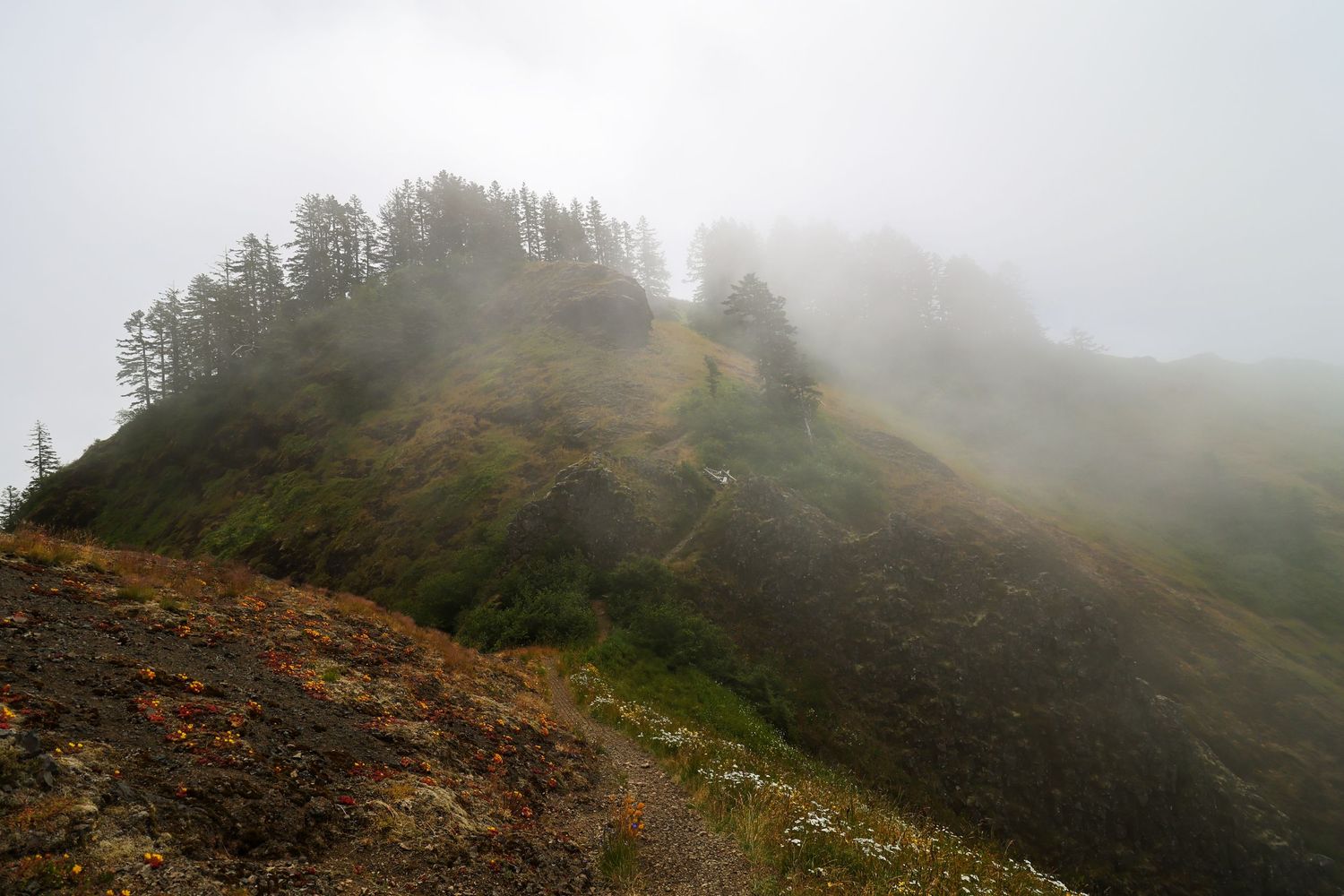 Misty fog rolls over a lush green hillside with evergreen trees along a mountain hiking trail, Saddle Mountain, Oregon.