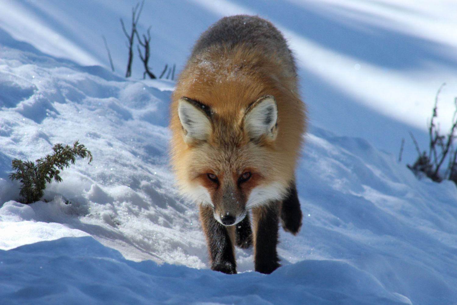A red fox walks boldly through fresh white snow in the winter wilderness of Yellowstone National Park.
