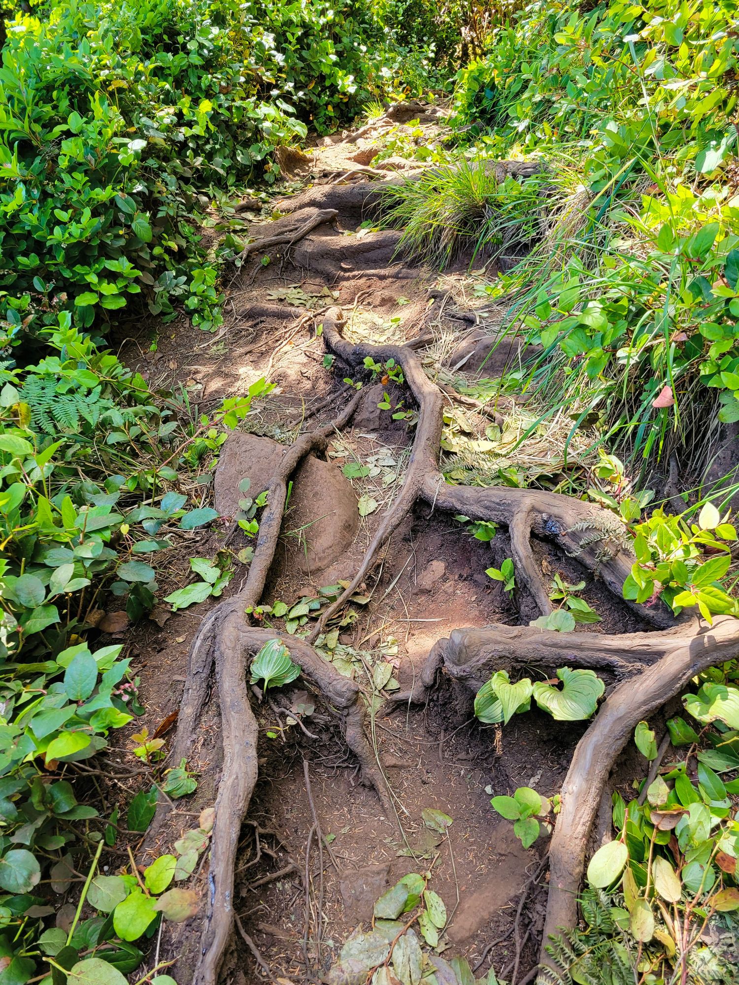 A rugged forest trail with twisted tree roots creating natural steps through lush green tropical vegetation.