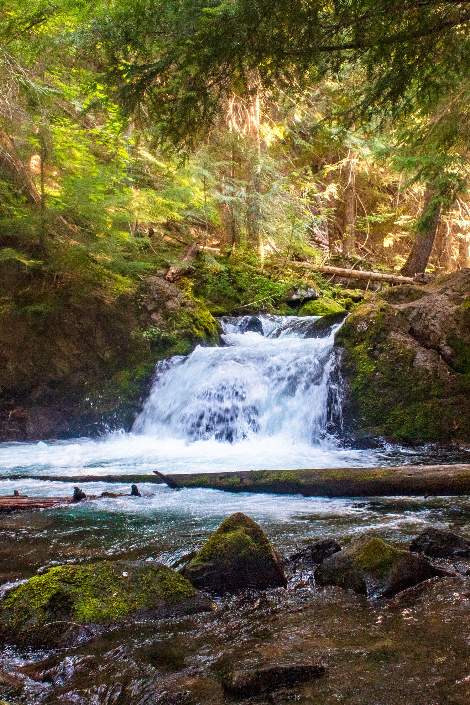 A rushing waterfall cascades over mossy rocks into a forest stream, surrounded by lush green trees and fallen logs, Mt Hood Forest, Oregon.