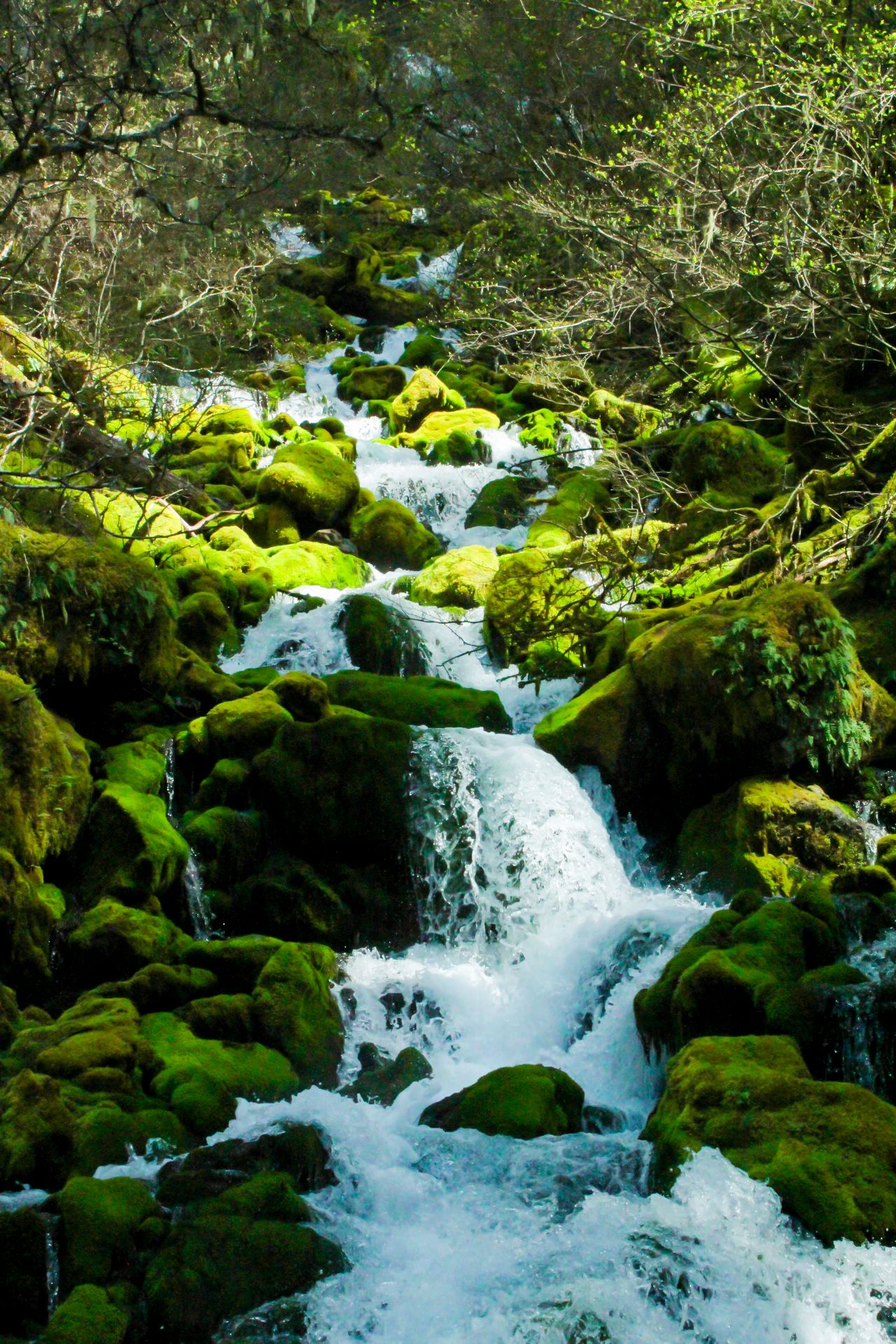 A rushing mountain stream cascades over moss-covered rocks surrounded by lush green forest. Falls Creek Falls, Washington