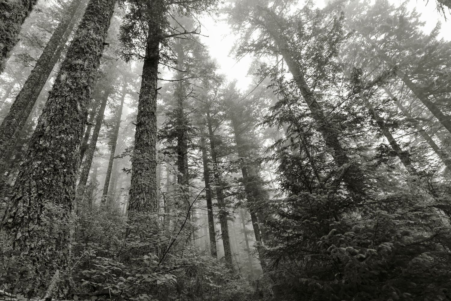 Tall misty evergreen forest with towering trees shrouded in fog captured in black and white photography, Saddle Mountain, Oregon.